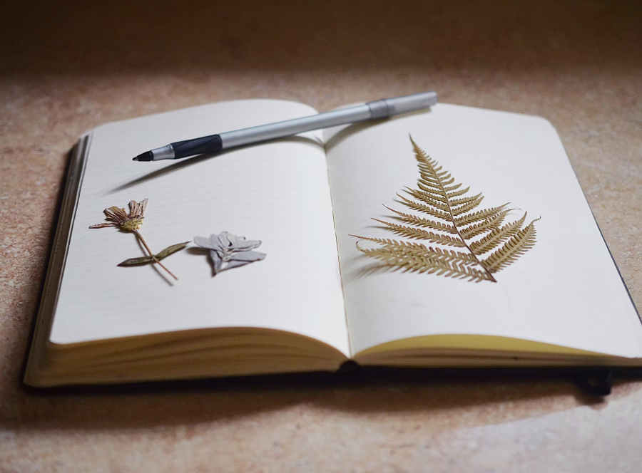 Dear reader entry #00