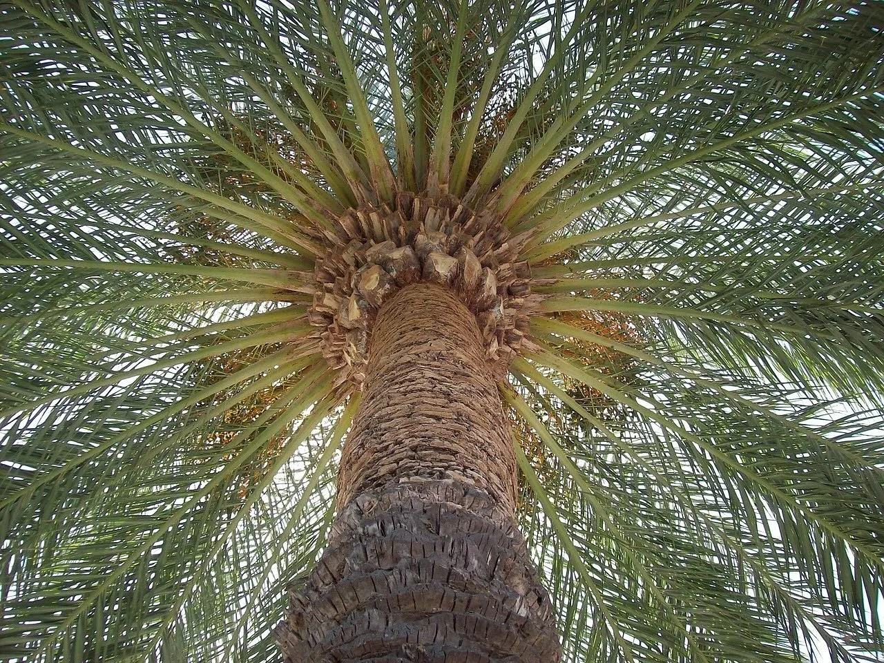 You see palm trees everywhere in Ibiza, but when you stop and look up, they tell a story.
Growth takes time and you rarely see it happening.
It&rsquo;s the same in life, it&rsquo;s not about quick wins, it&rsquo;s about steady direction.
The results 