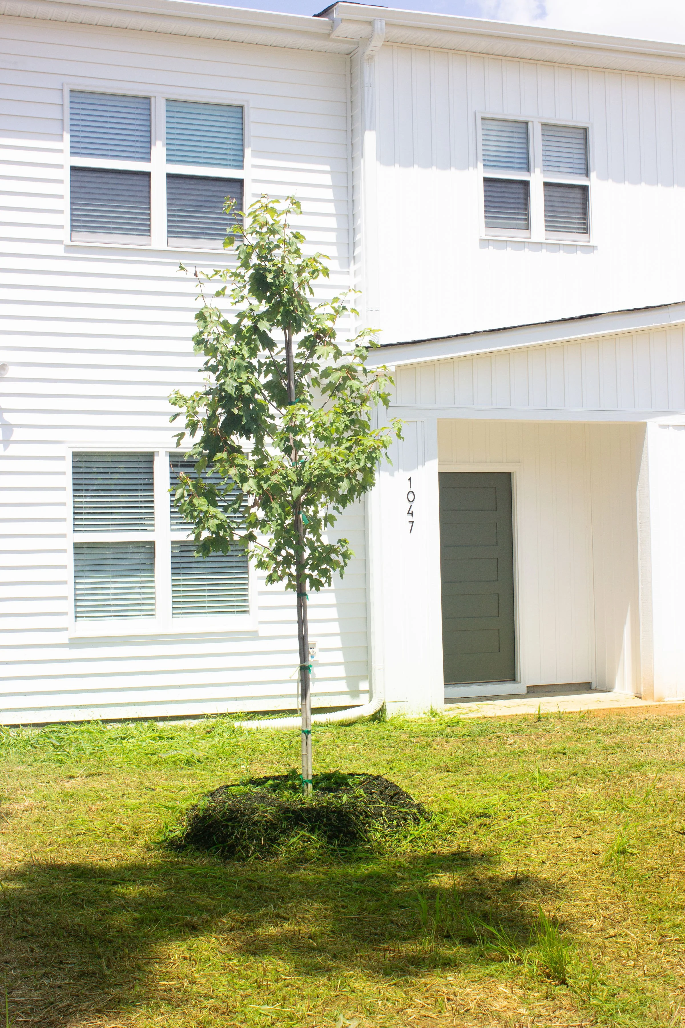 Picture of home, with tree in front of building