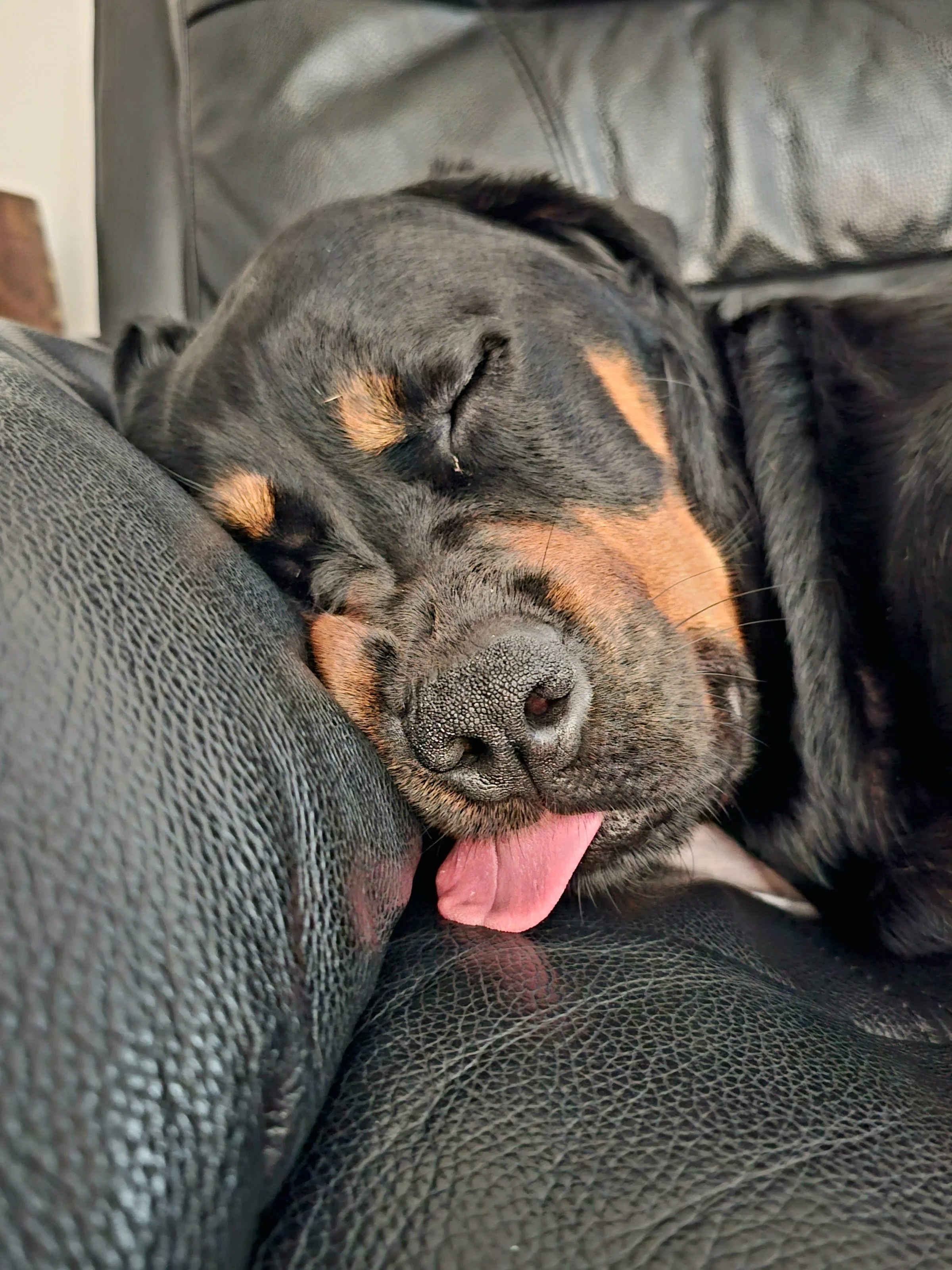 A black and tan dog is sleeping on a black leather couch with its tongue slightly sticking out.