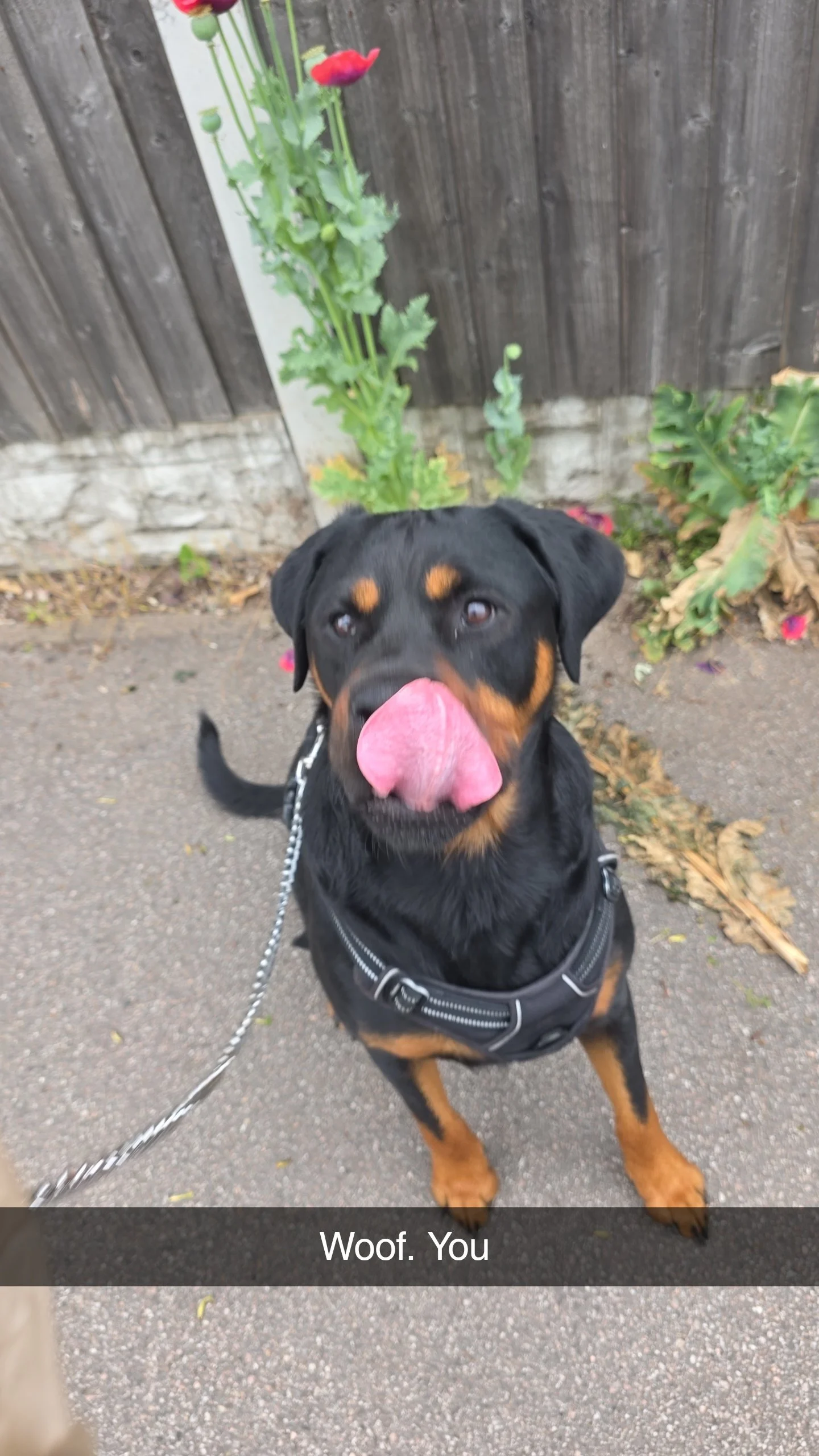 A Rottweiler dog wearing a harness on a leash, sitting on pavement with a wooden fence and some plants in the background, licking its nose with a caption that reads "Woof. You".