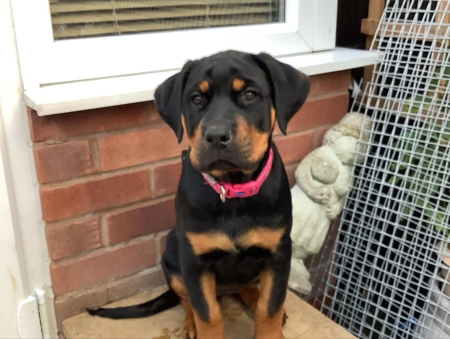 Young Rottweiler dog with black and tan coat sitting outdoors near a brick wall, wearing a pink collar, with decorative stone and wire fencing nearby.