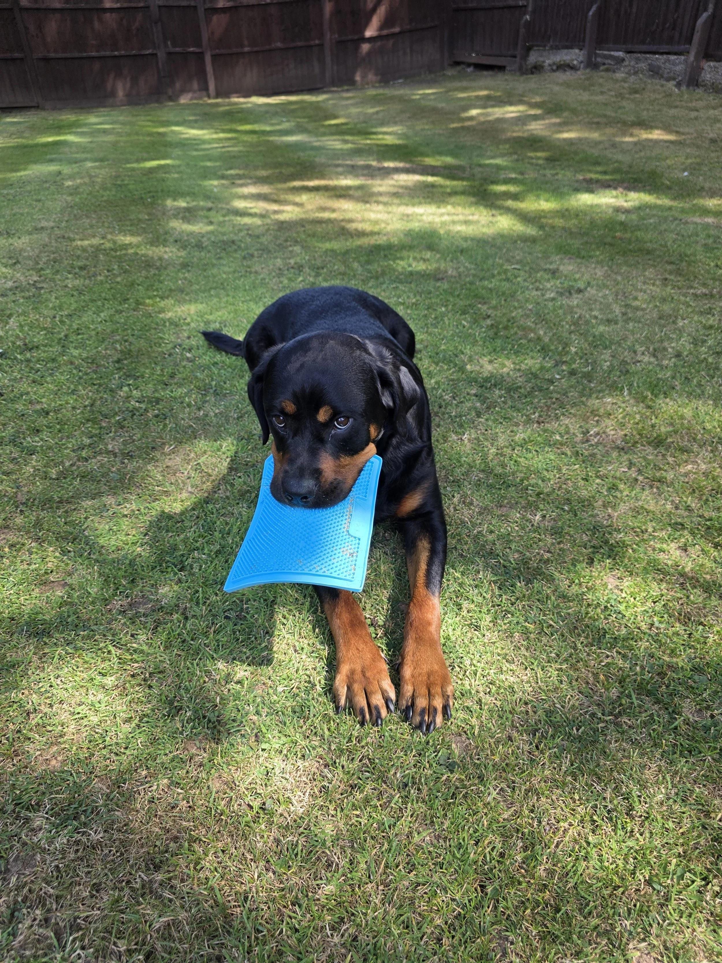 A black and tan dog playing with a blue toy on green grass in a backyard, with a wooden fence in the background.