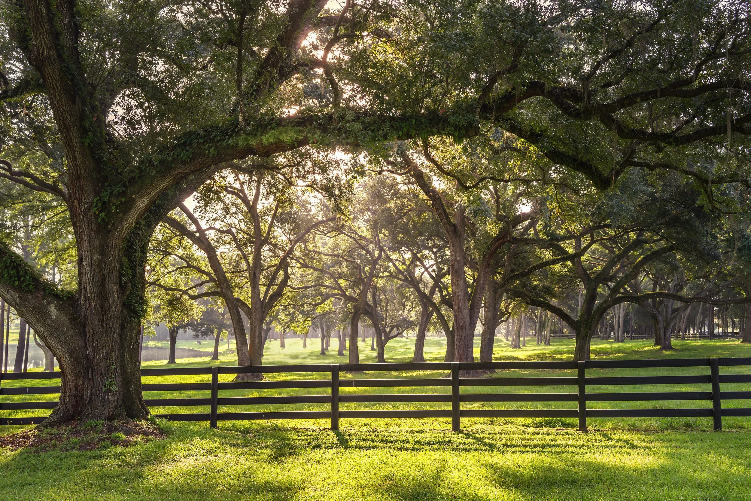 A peaceful park scene with large trees, green grass, a wooden fence, and sunlight filtering through the leaves.