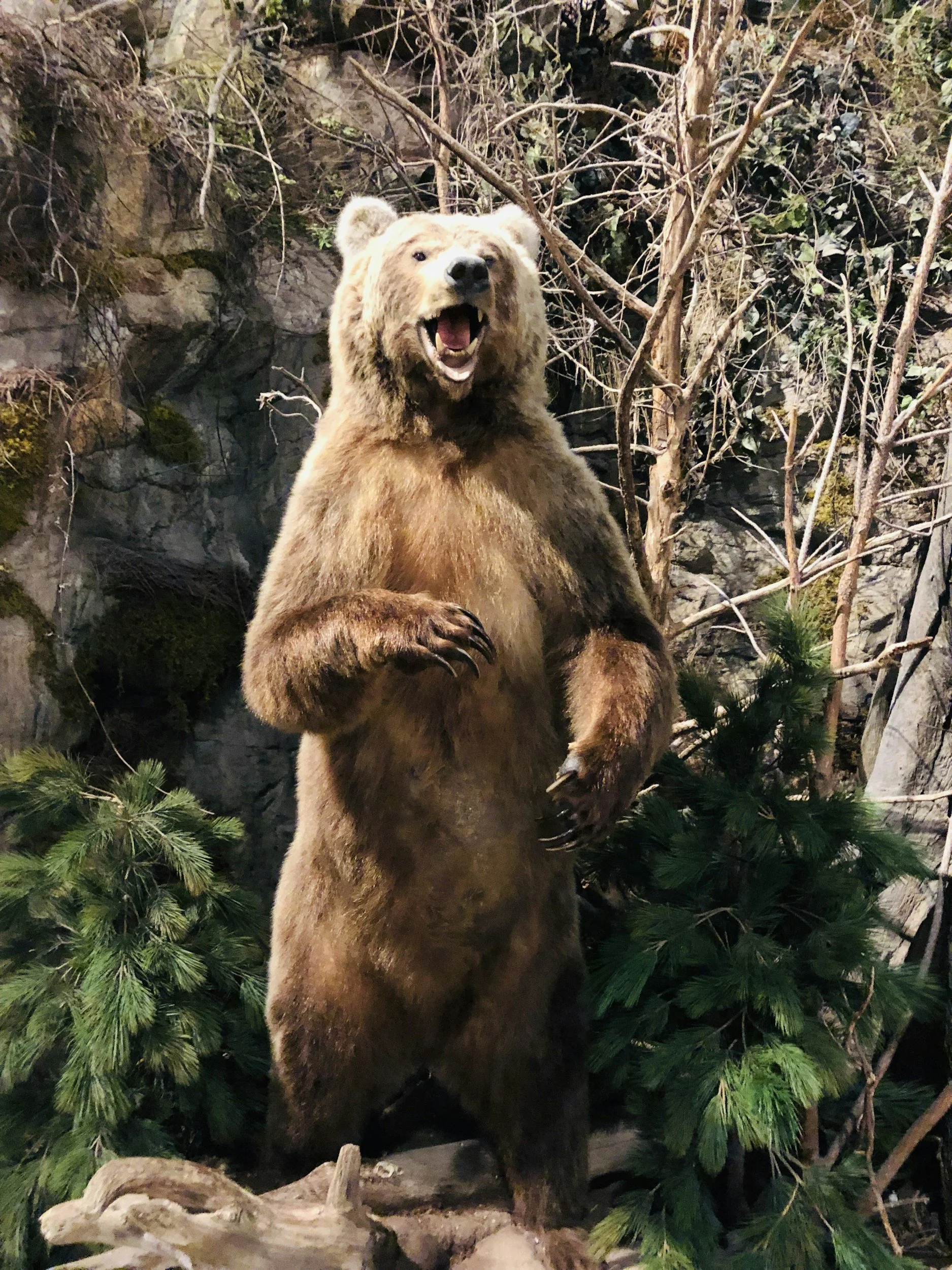 A taxidermy bear standing upright with its mouth open, surrounded by trees and green foliage.
