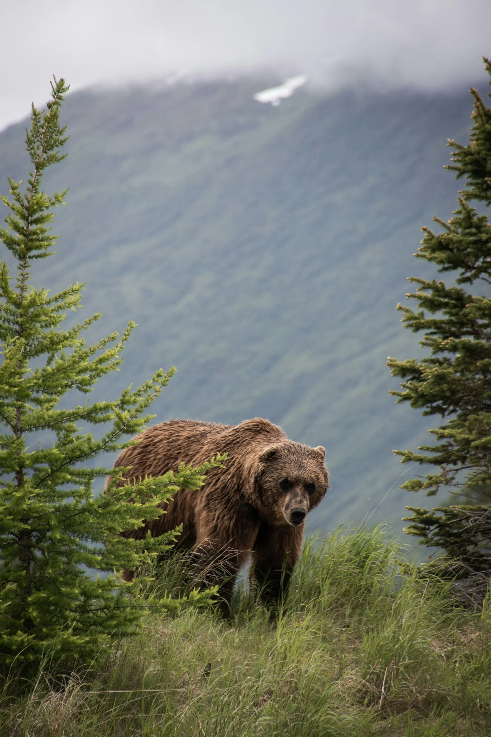 A brown bear walking through a lush, green forested area with tall grass, surrounded by pine trees, with a mountain backdrop and snow on its peak.