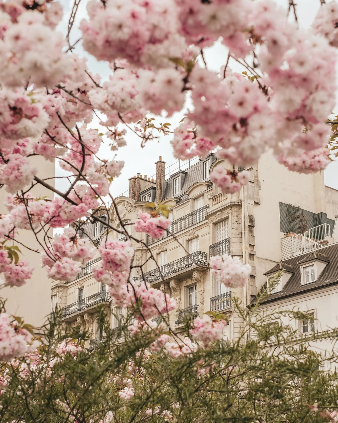 CHERRY BLOSSOM SEASON: One of my favourite times of year is when all of Vancouver blooms with cherry blossoms. Now I want to experience cherry blossoms like this photo from Paris. As well as all the other cities like Kyoto, Amsterdam, Seoul and Londo