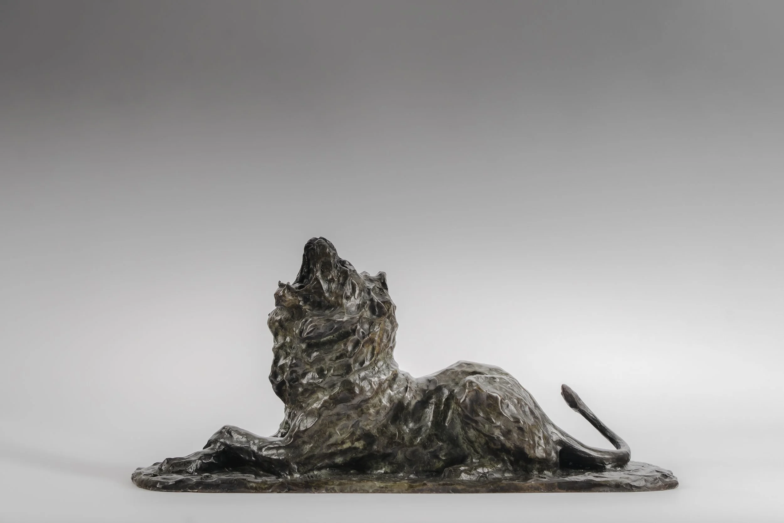 'Yawning Lion' .
Foundry bronze (Edition of 12) .
Height - 27cm .
Width - 55cm .
Depth - 21cm .
POA