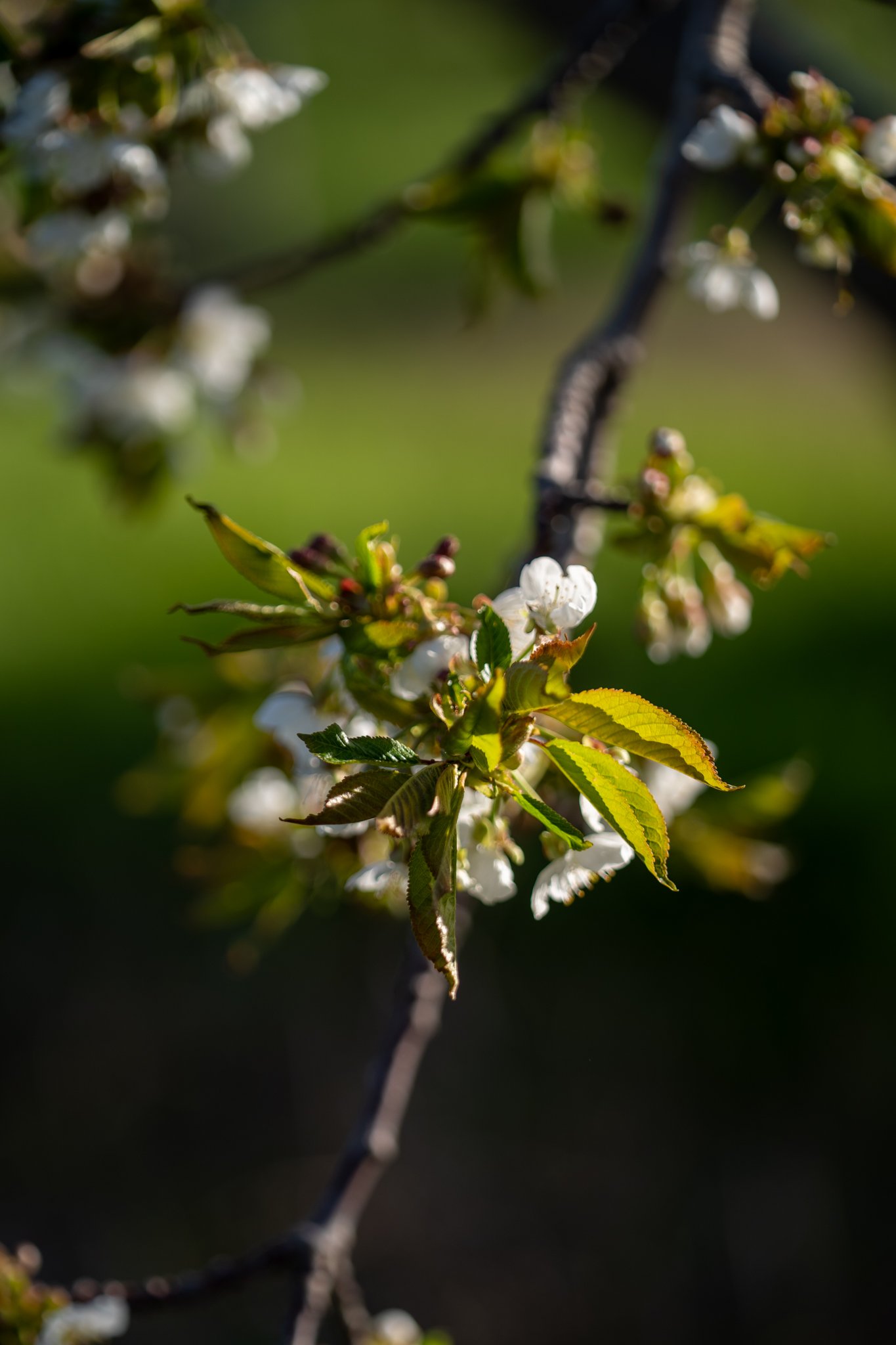 cherry-blossom-3.jpg