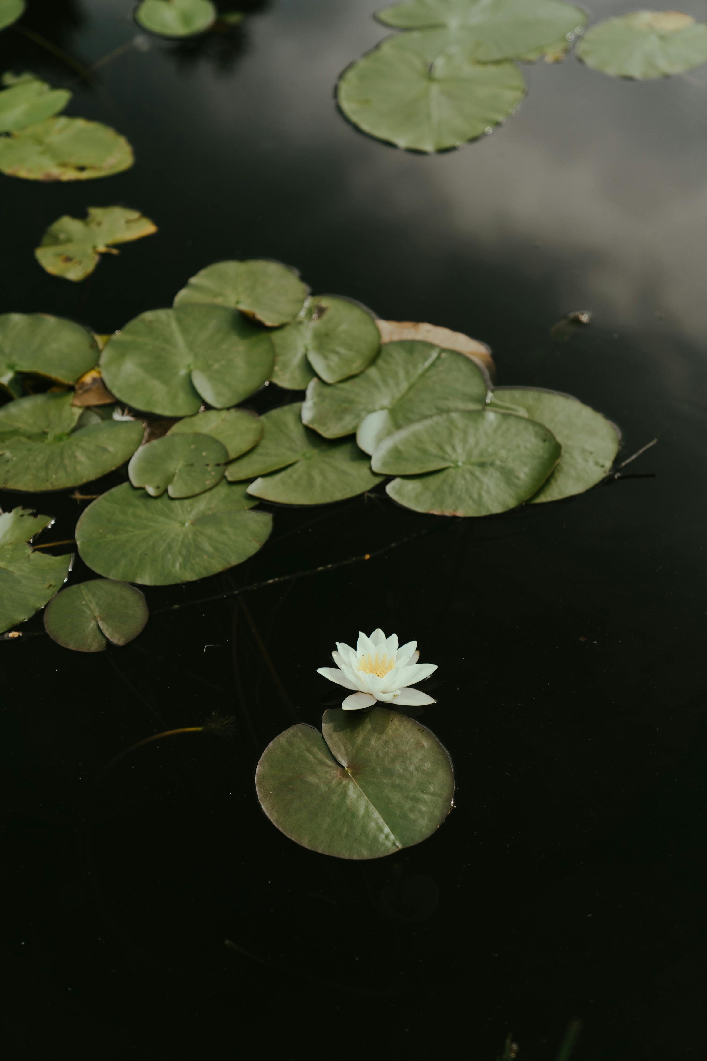 Intrinsic Wayfinding | A Return to Self