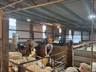 Shearing Sheep