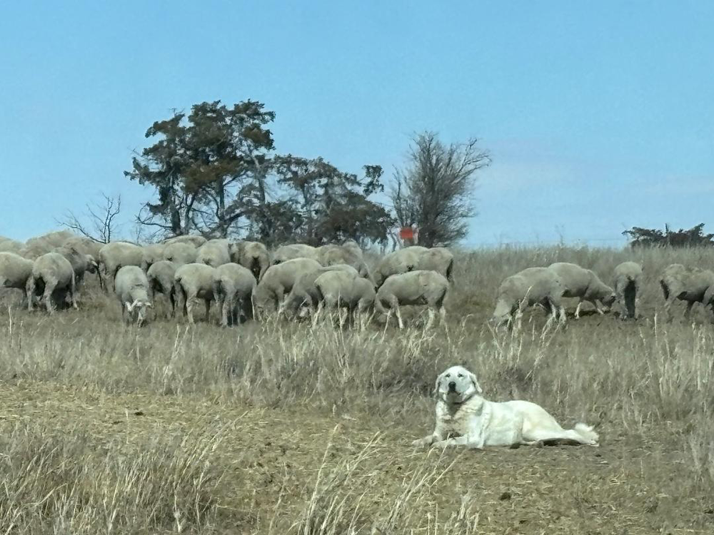 Where is Duke?