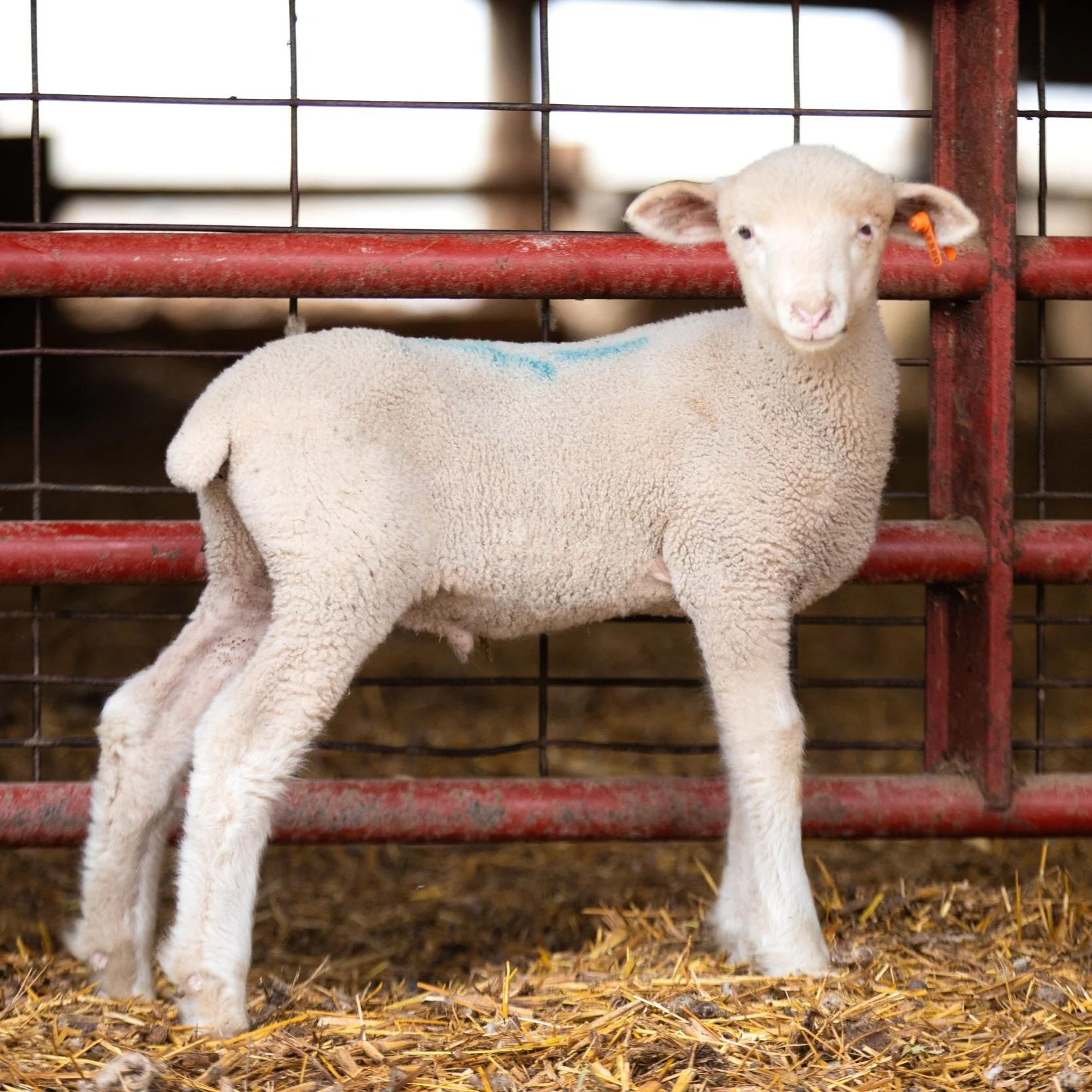 Newborn lamb smiling