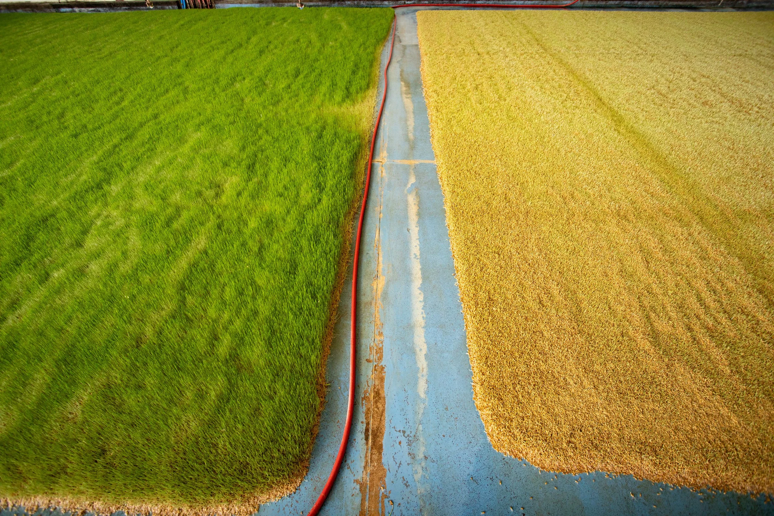 Infinity pasture sprouting, day 3 and 4.