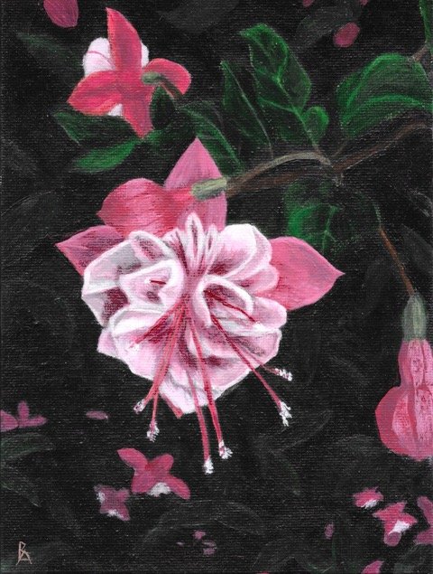 Trailing fuschia
