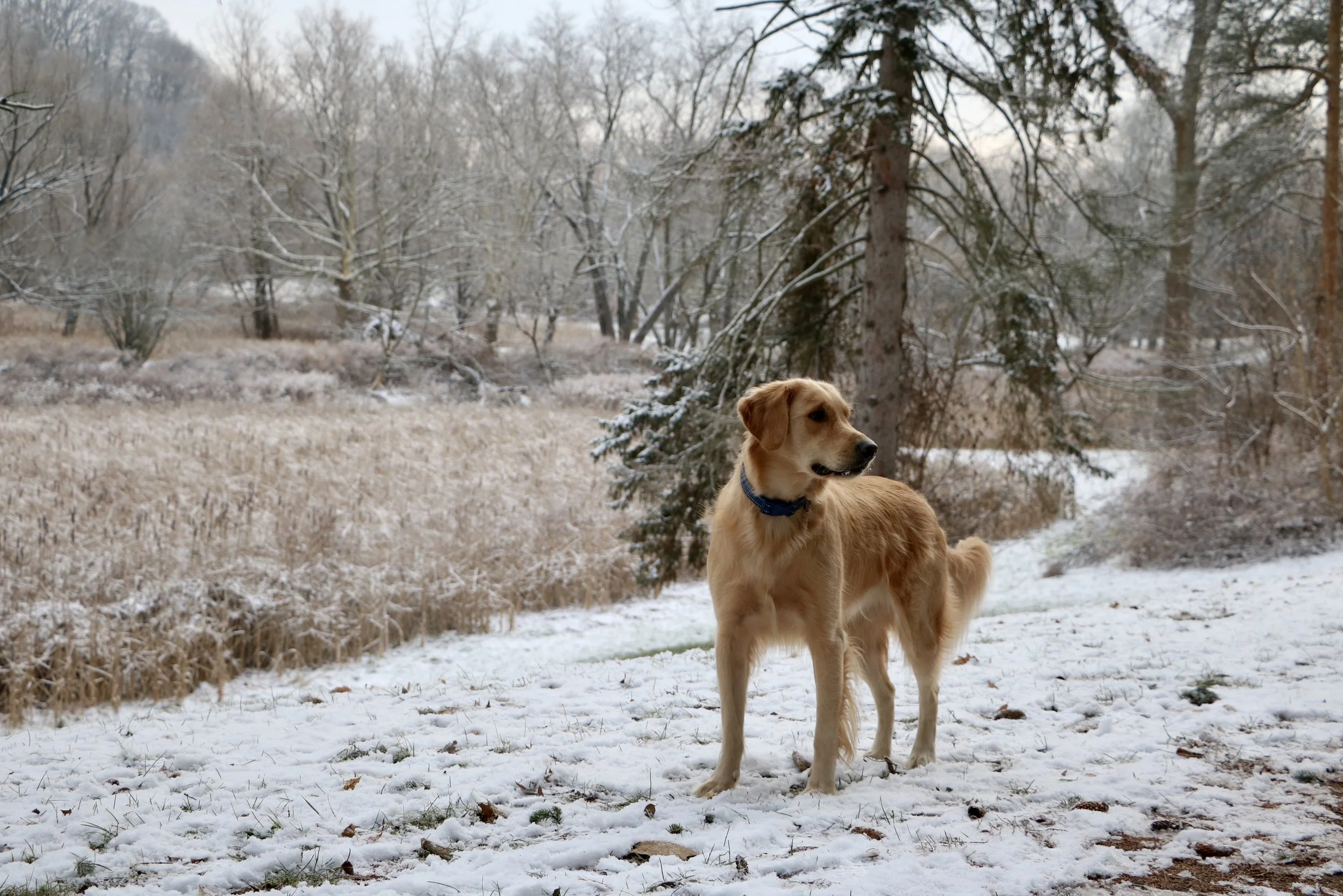 Jorah_Ellison Park_Winter_1.jpeg