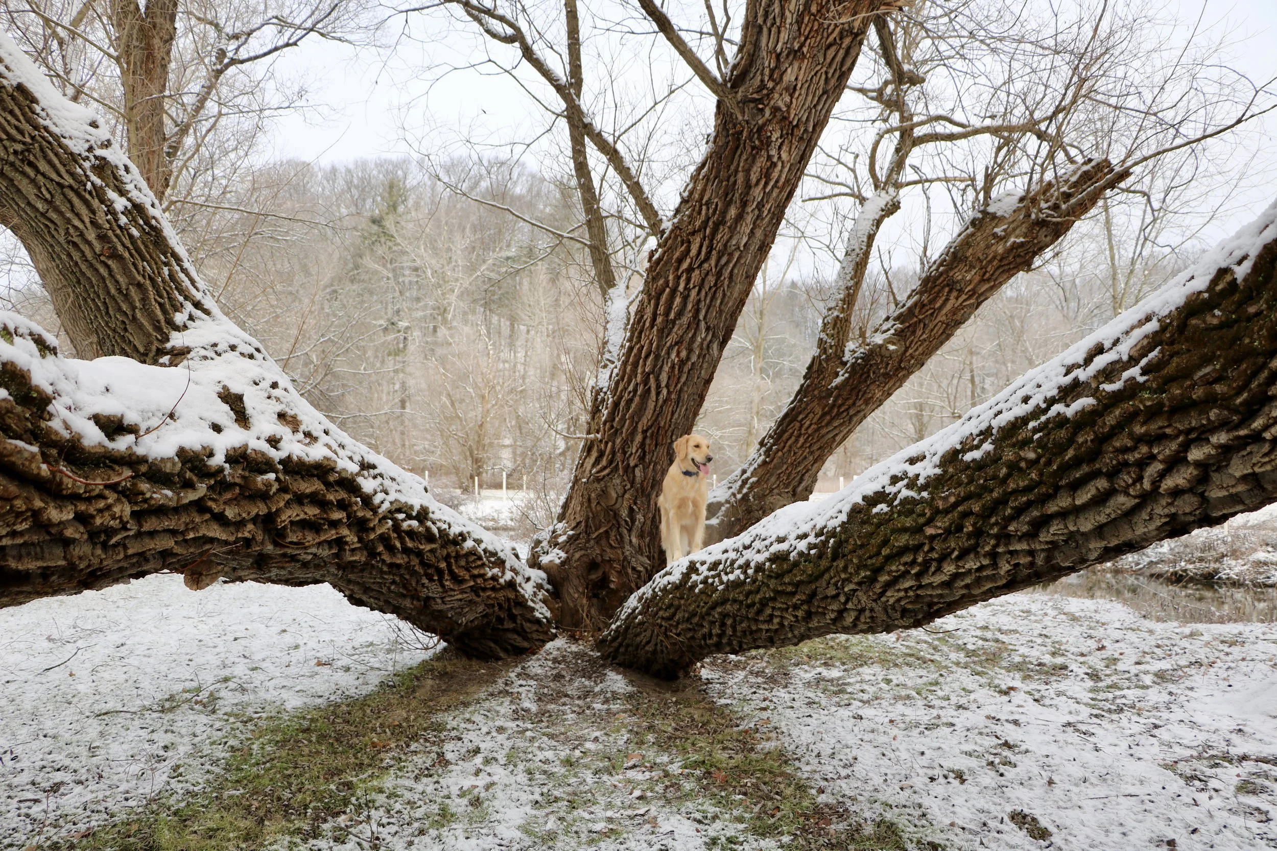 Jorah_Ellison Park_Winter_2.jpeg
