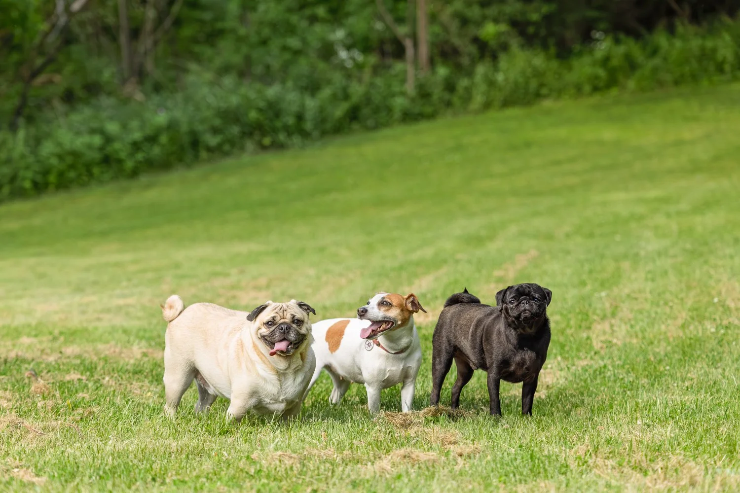 20260606_PerezPups_Screen_Landscape_0001.jpg