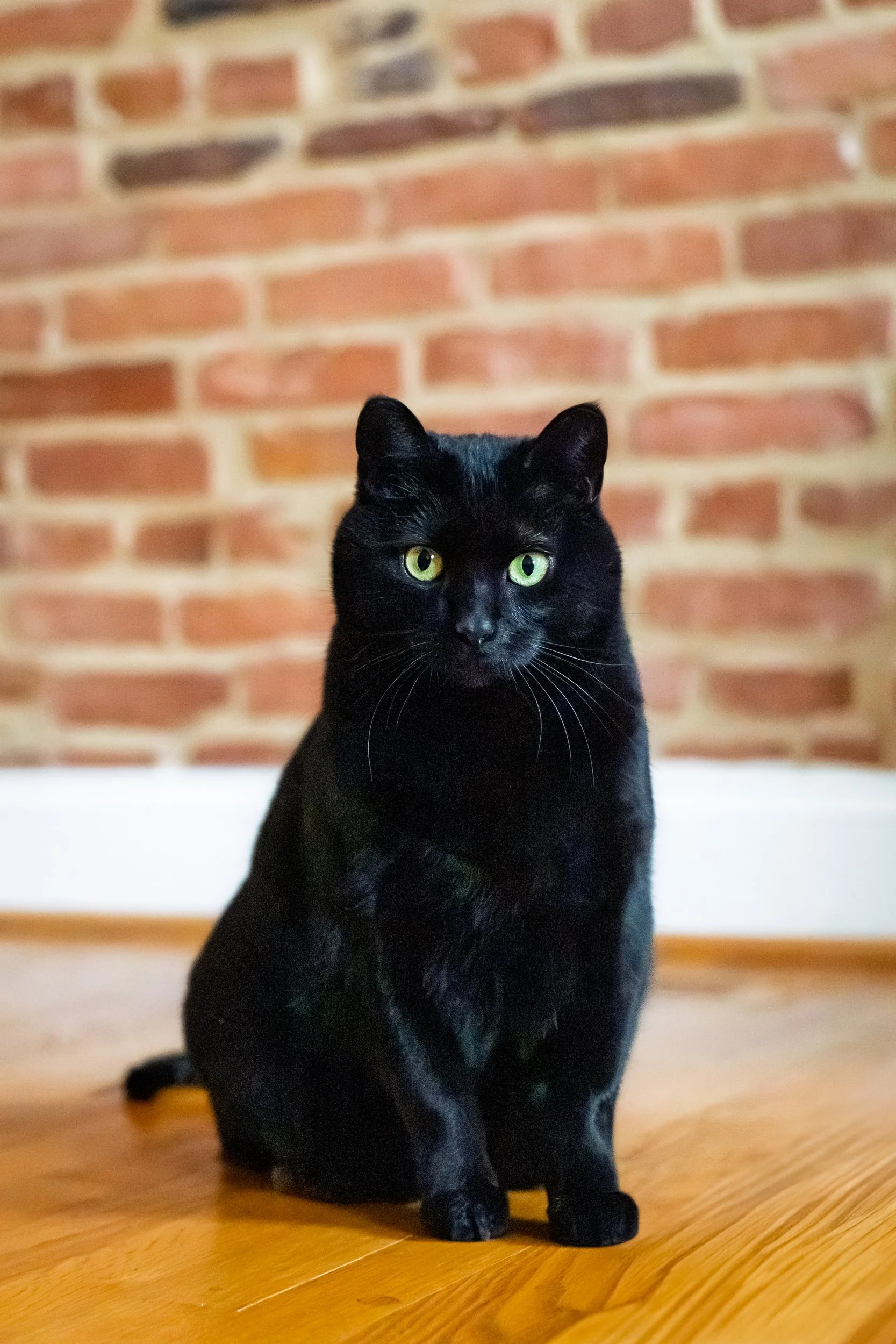 A black cat with green eyes sitting on a wooden floor in front of a brick wall.