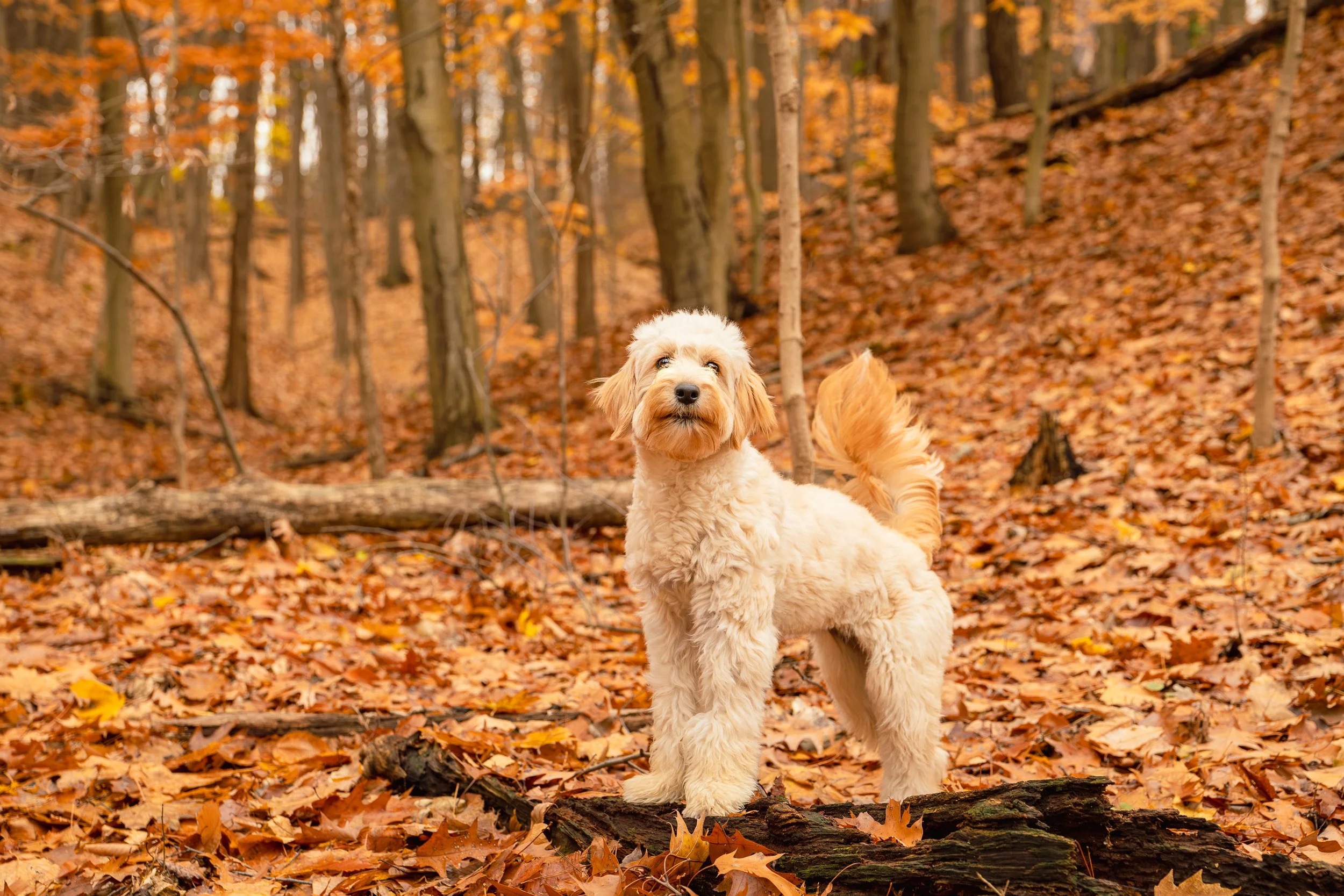A fluffy, cream-colored dog standing on a log in a forest during autumn, with orange and yellow leaves on the ground and trees.