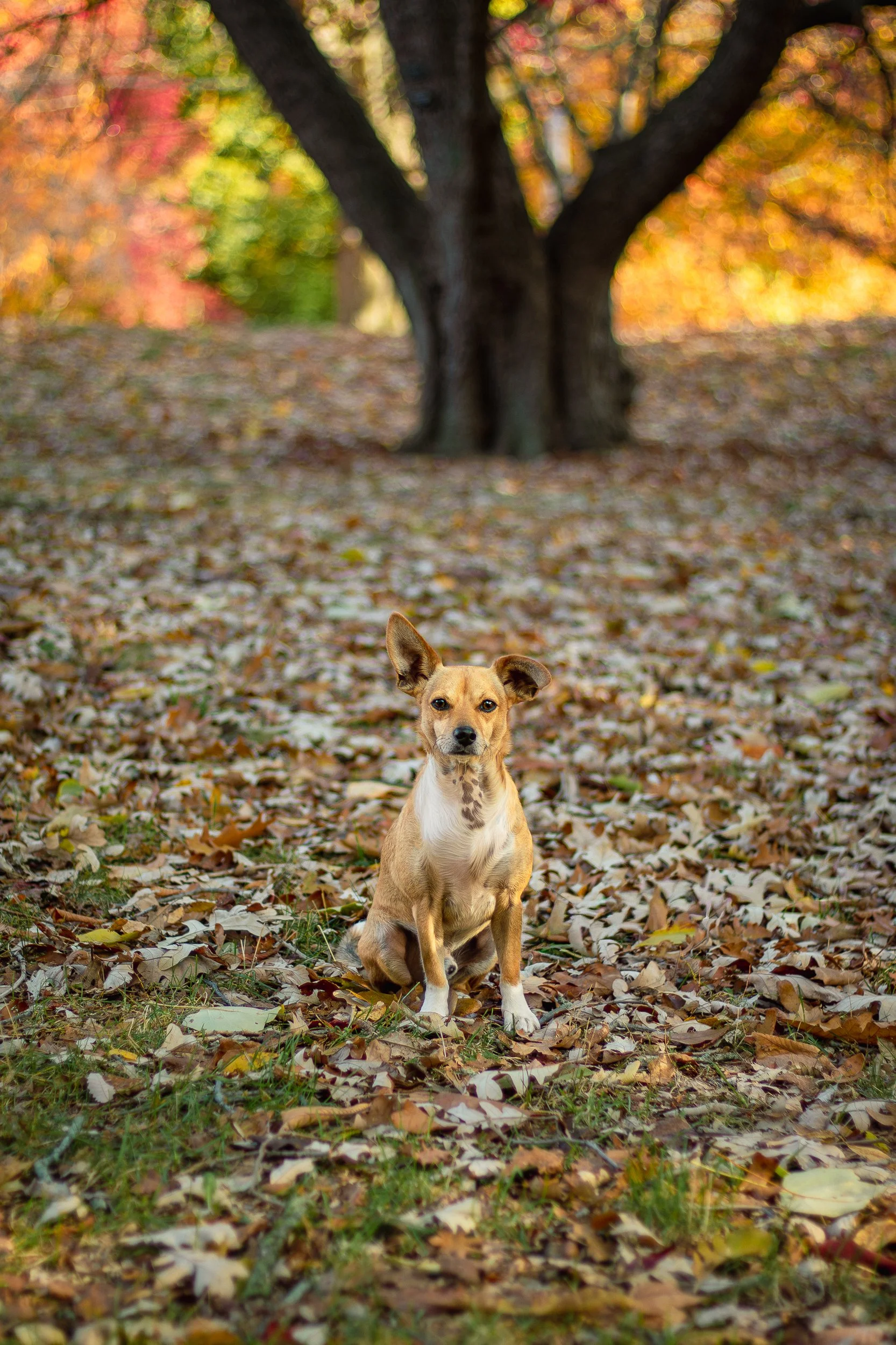 A small tan dog with one ear up, sitting on fallen autumn leaves in front of a large tree with orange foliage.
