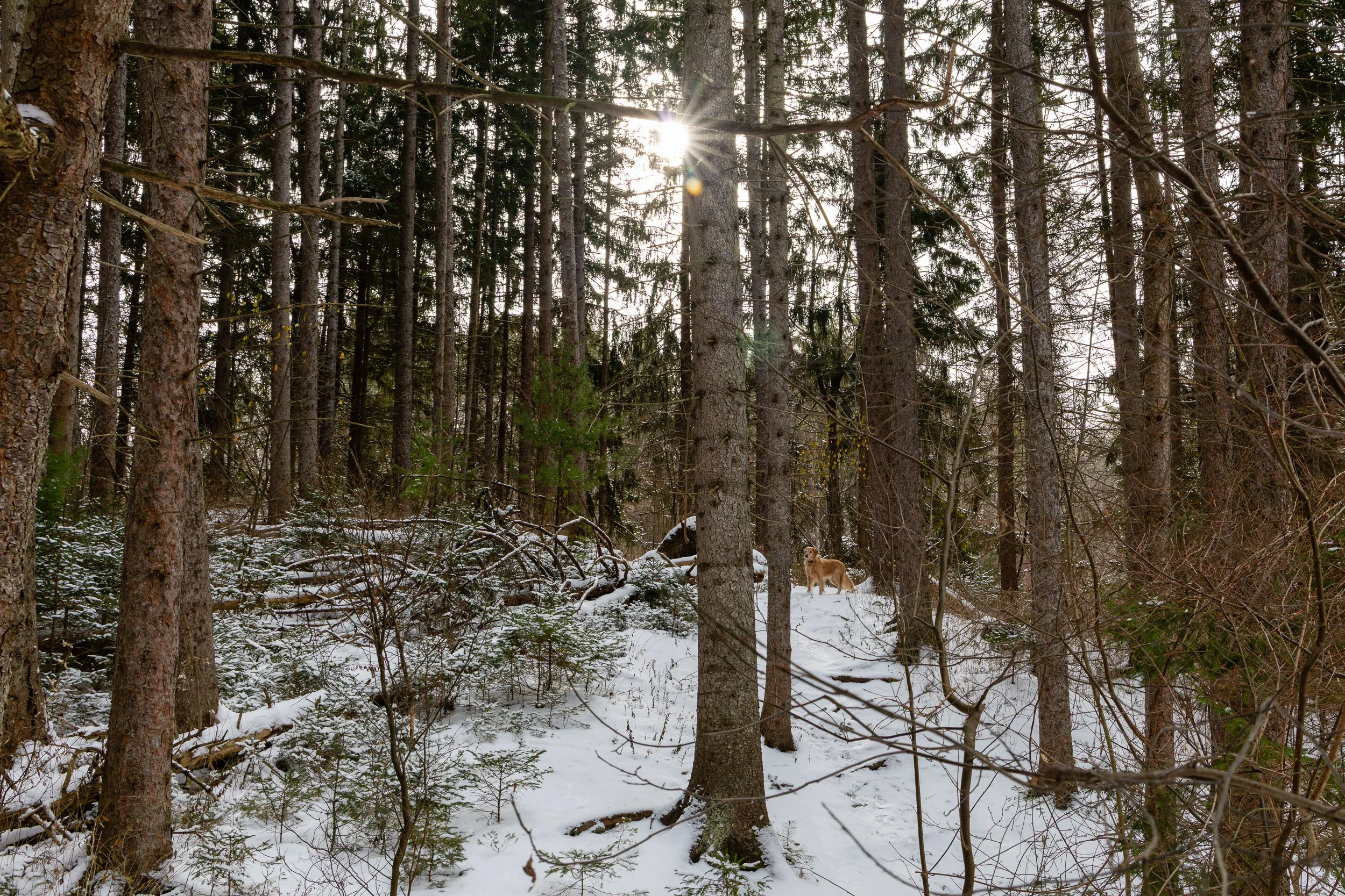 Photographing Dogs After Fresh Snowfall