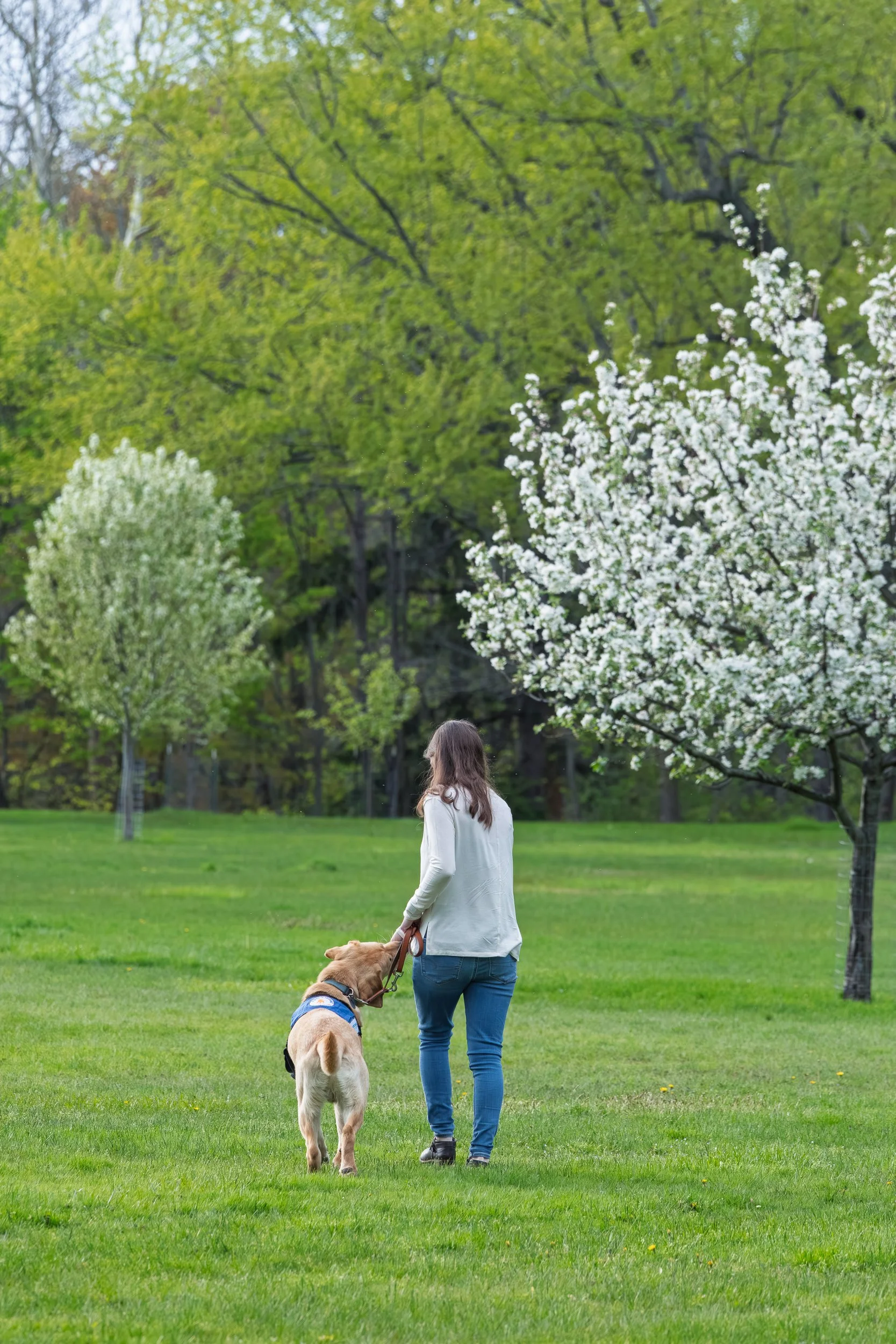 Puppy raiser and Future Leader Dog walking together through a spring field at Webster Park, Webster NY