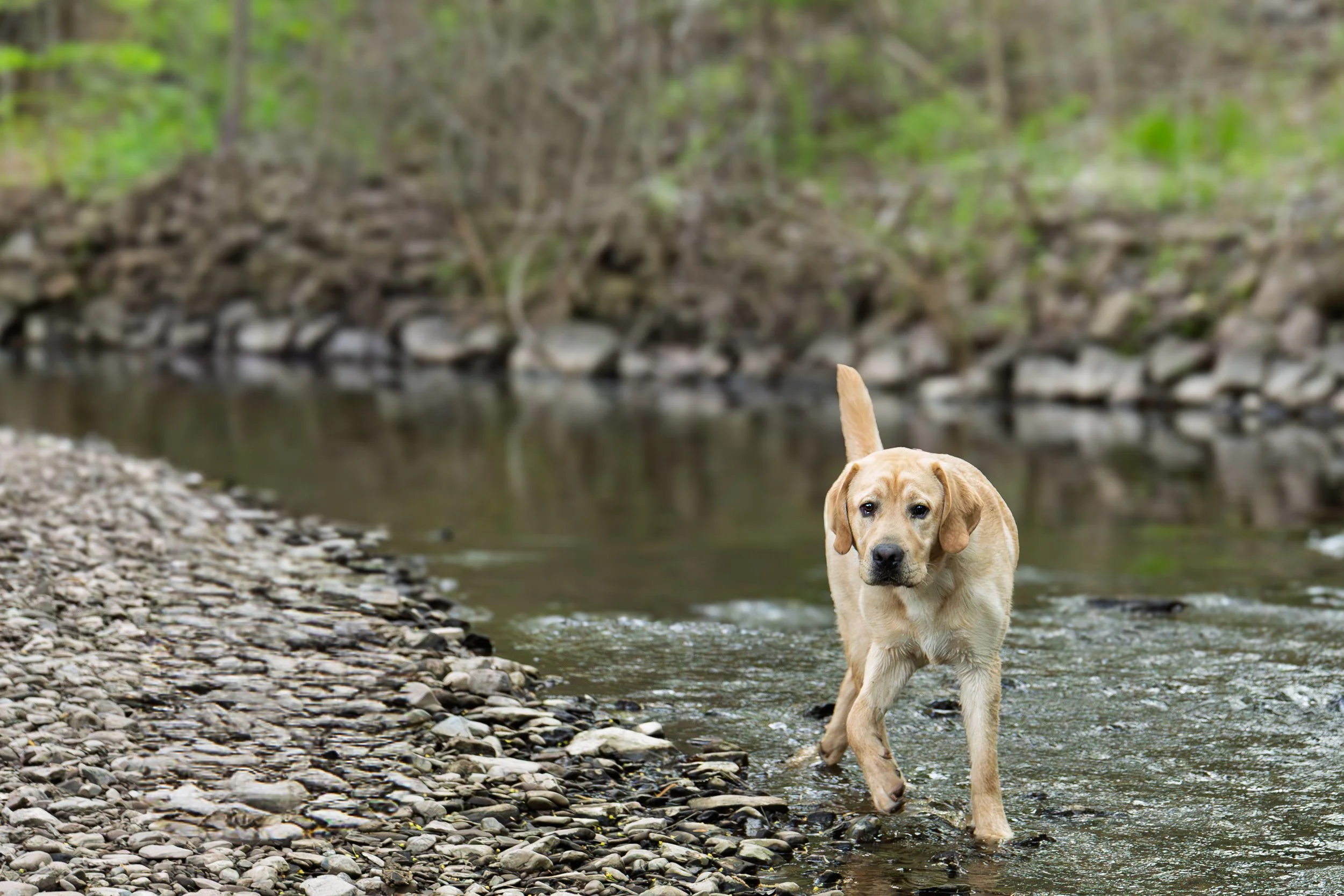 Yellow Labrador walking through the creek at Webster Park, Webster NY