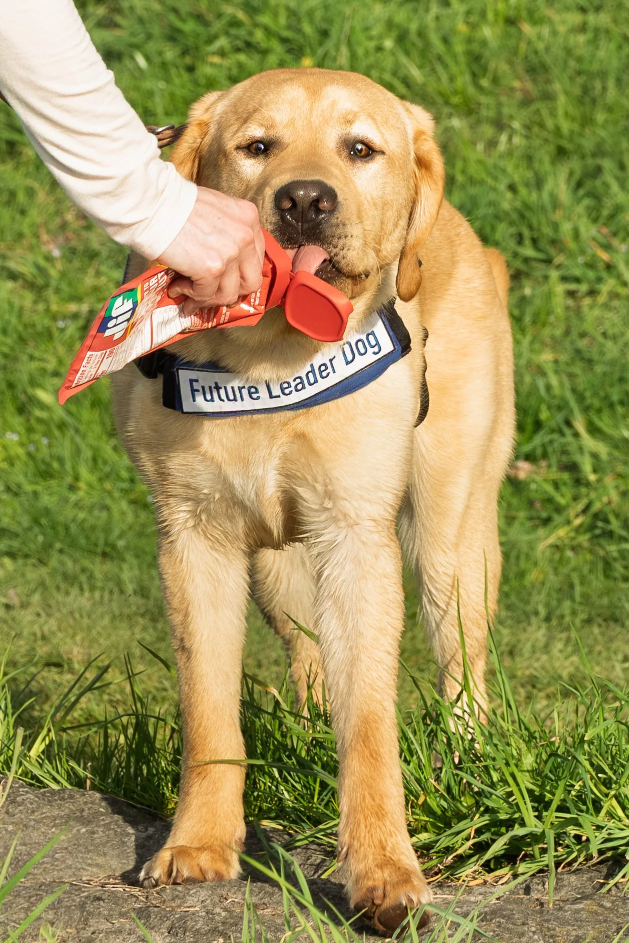 Future Leader Dog licking peanut butter from a squeeze packet during a pet photography session at Webster Park, Webster NY