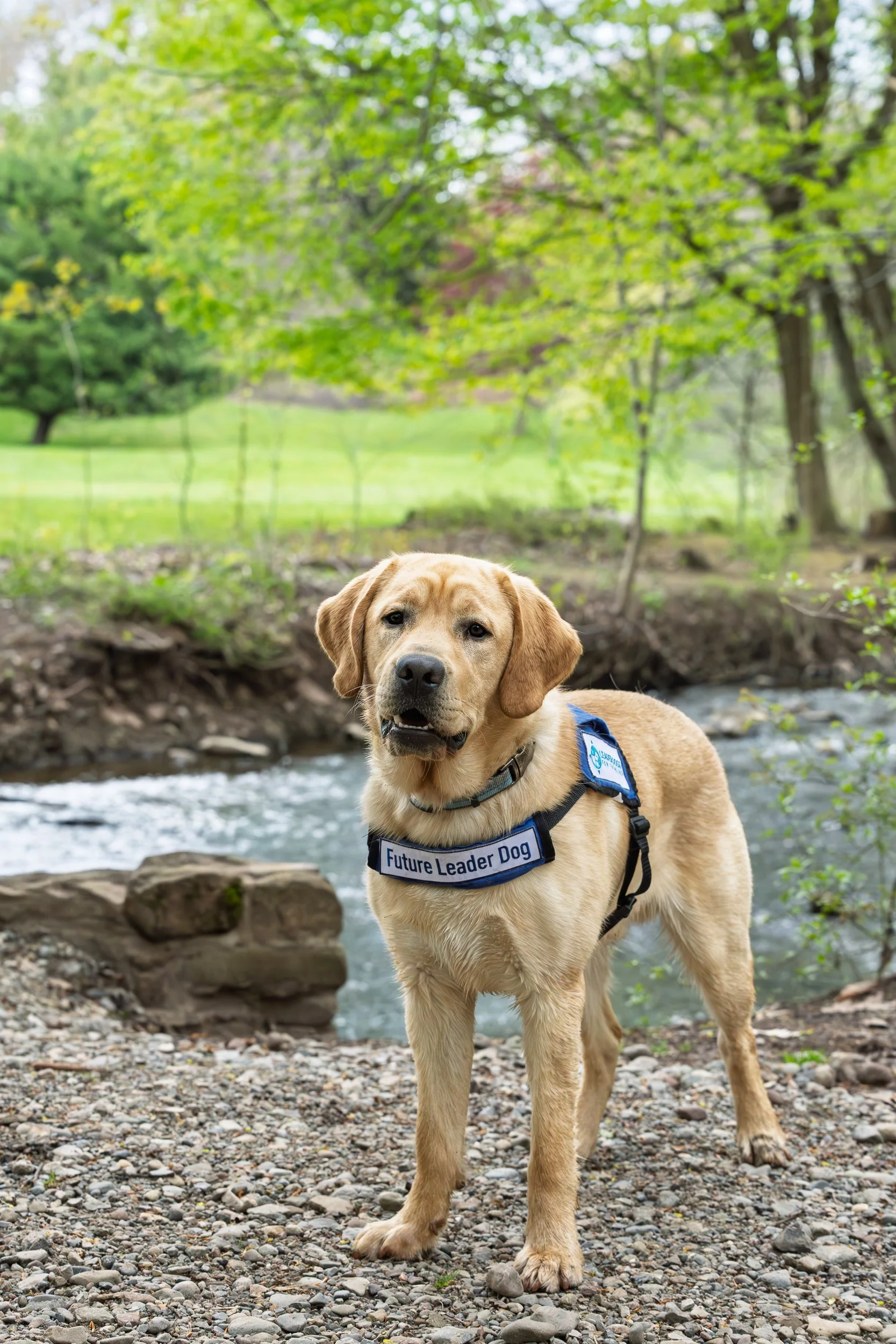 Yellow Labrador in a Future Leader Dog vest standing at the edge of the creek at Webster Park, Webster NY