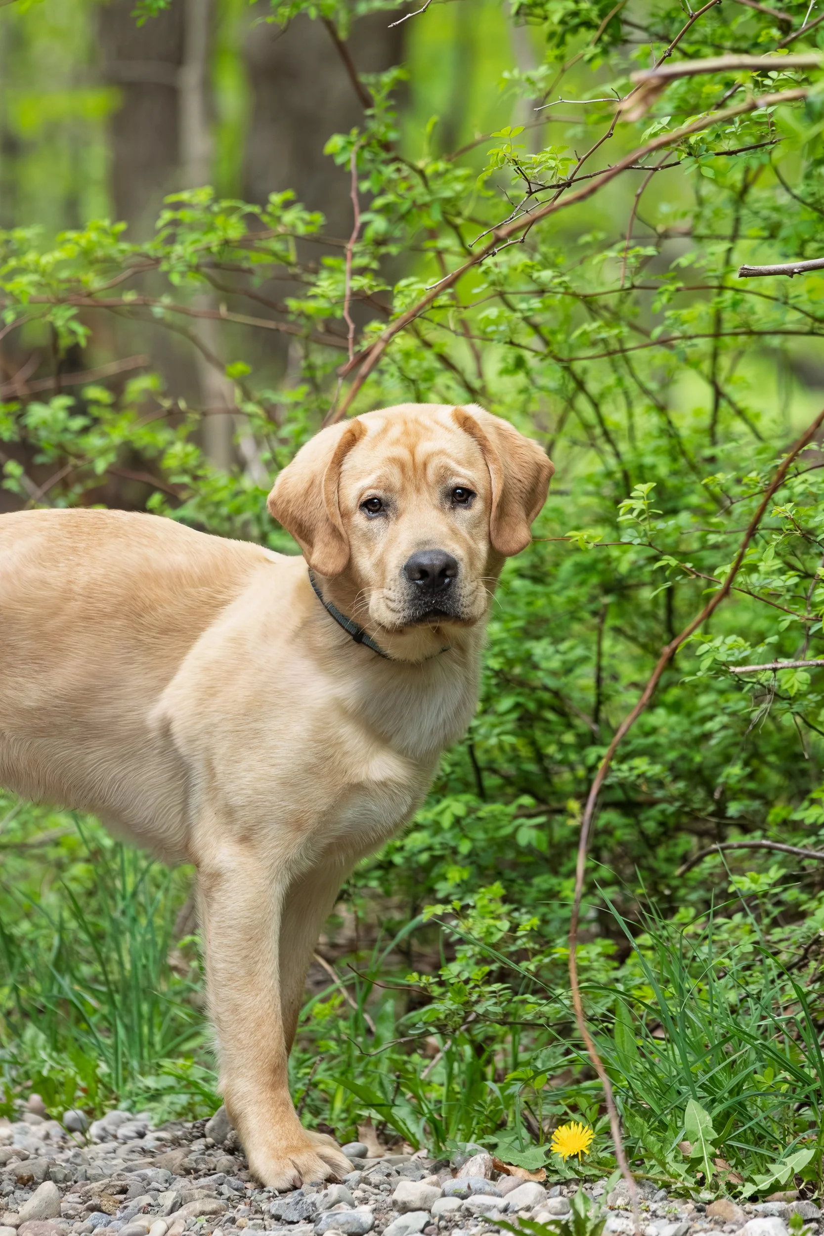 Yellow Labrador pausing on a rocky path near the creek at Webster Park, Webster NY