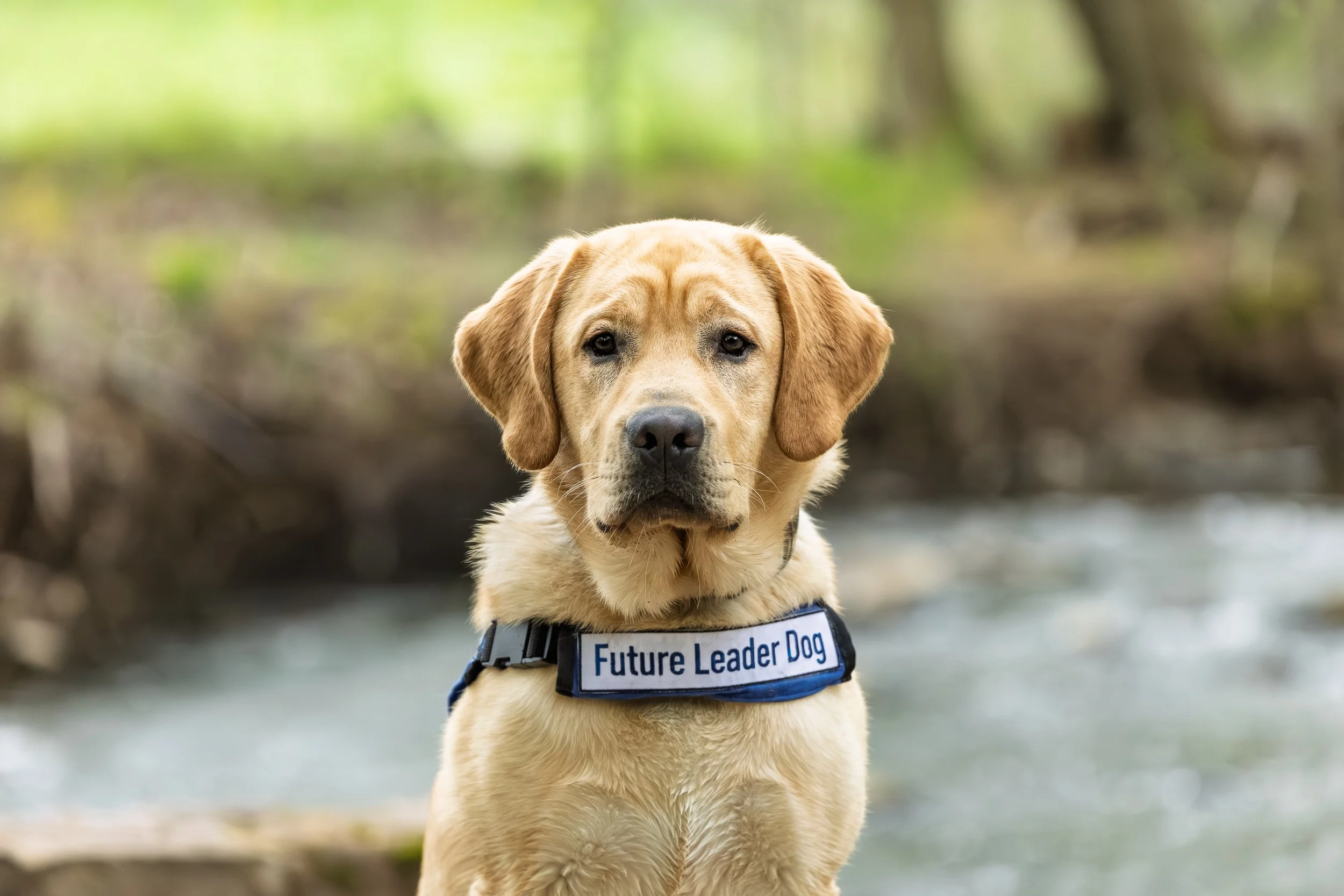 Before He Goes: A Session with Hugo, Future Leader Dog