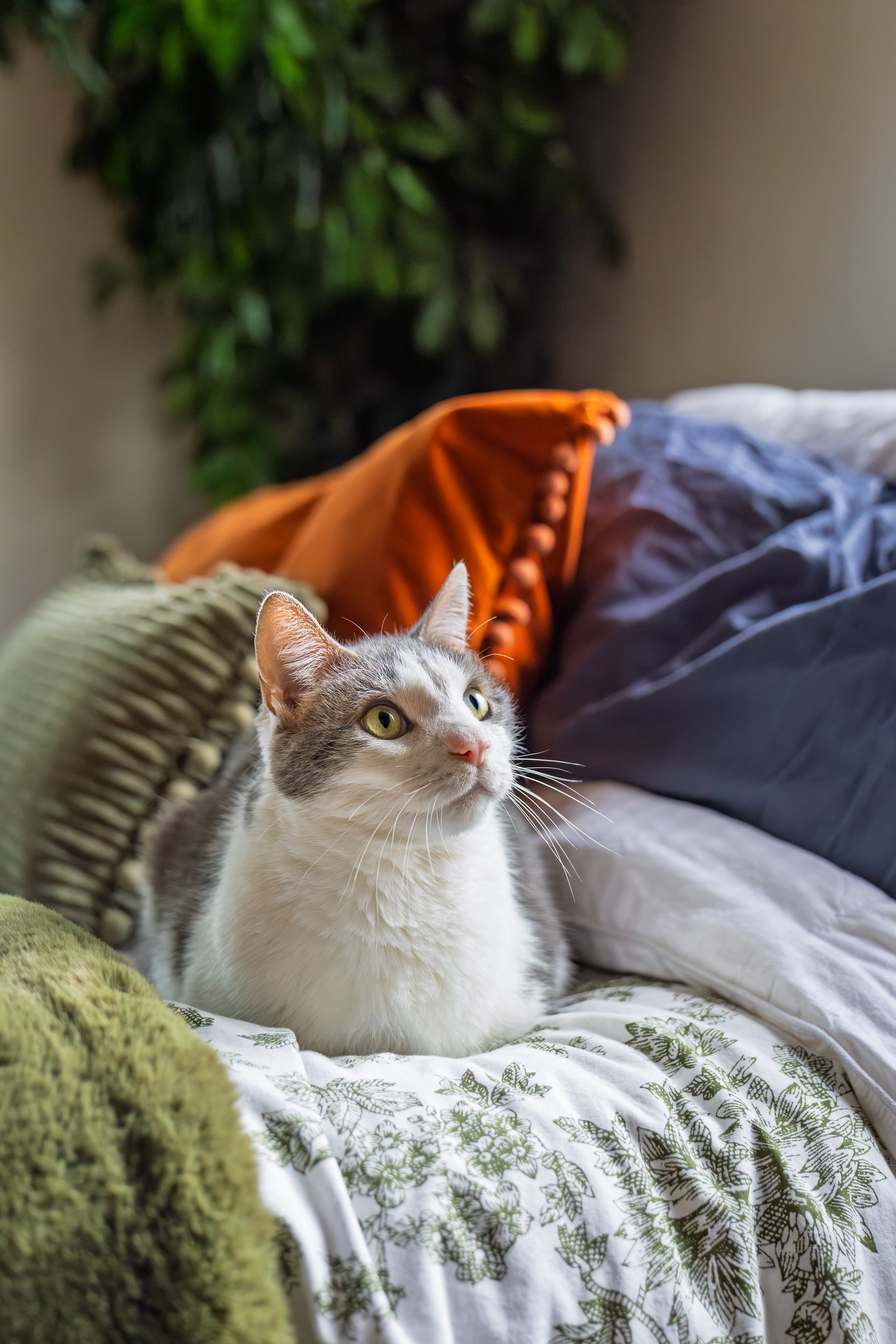A gray and white cat lying on a bed with patterned sheets, surrounded by pillows and blankets, with a green plant in the background.