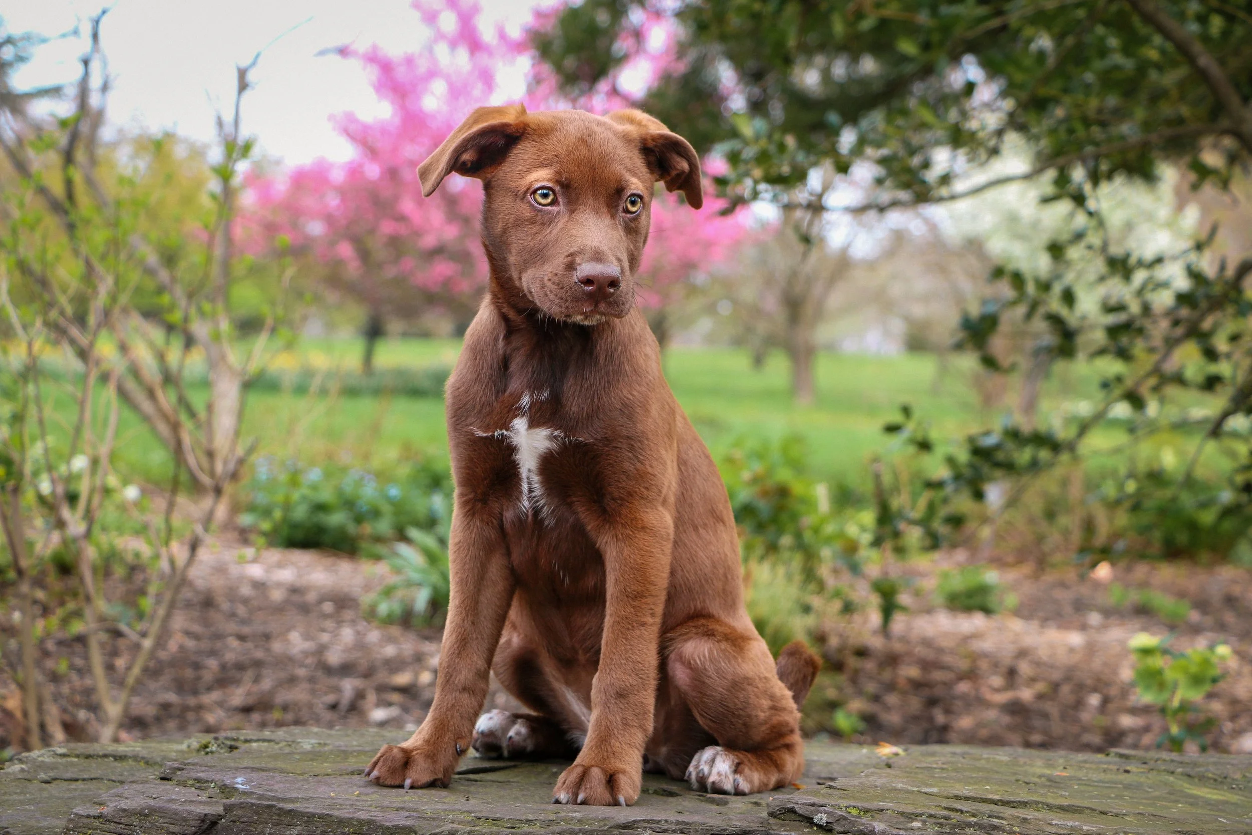 A puppy sitting on a grassy lawn with trees and dried bushes in the background, bathed in sunlight.