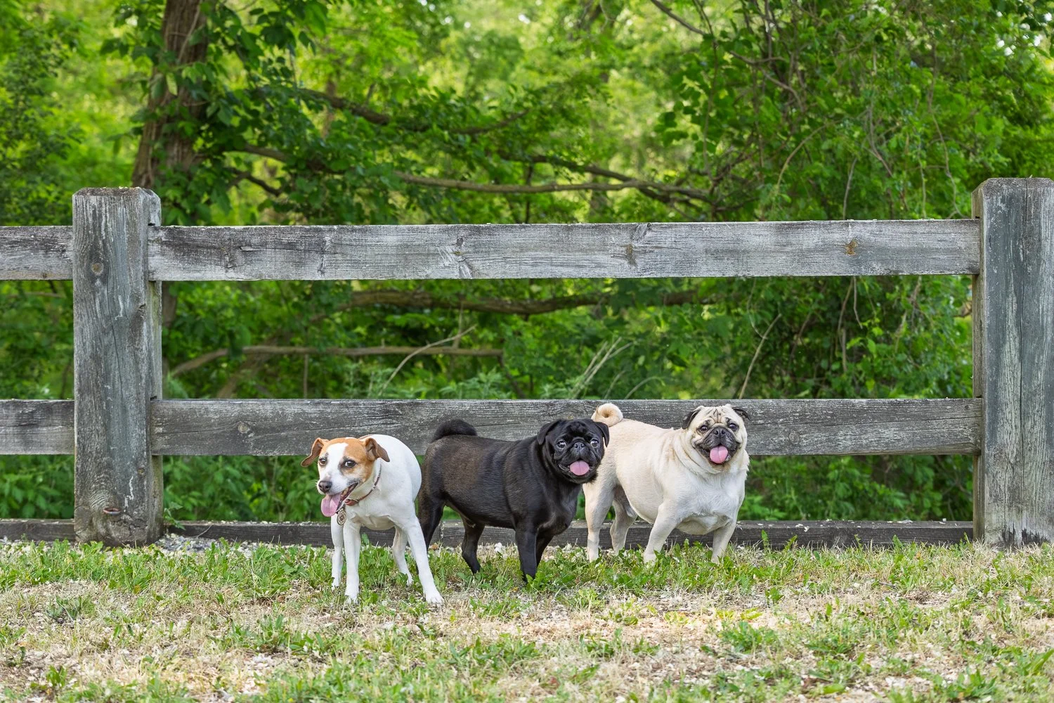 20260606_PerezPups_Screen_Landscape_0004.jpg