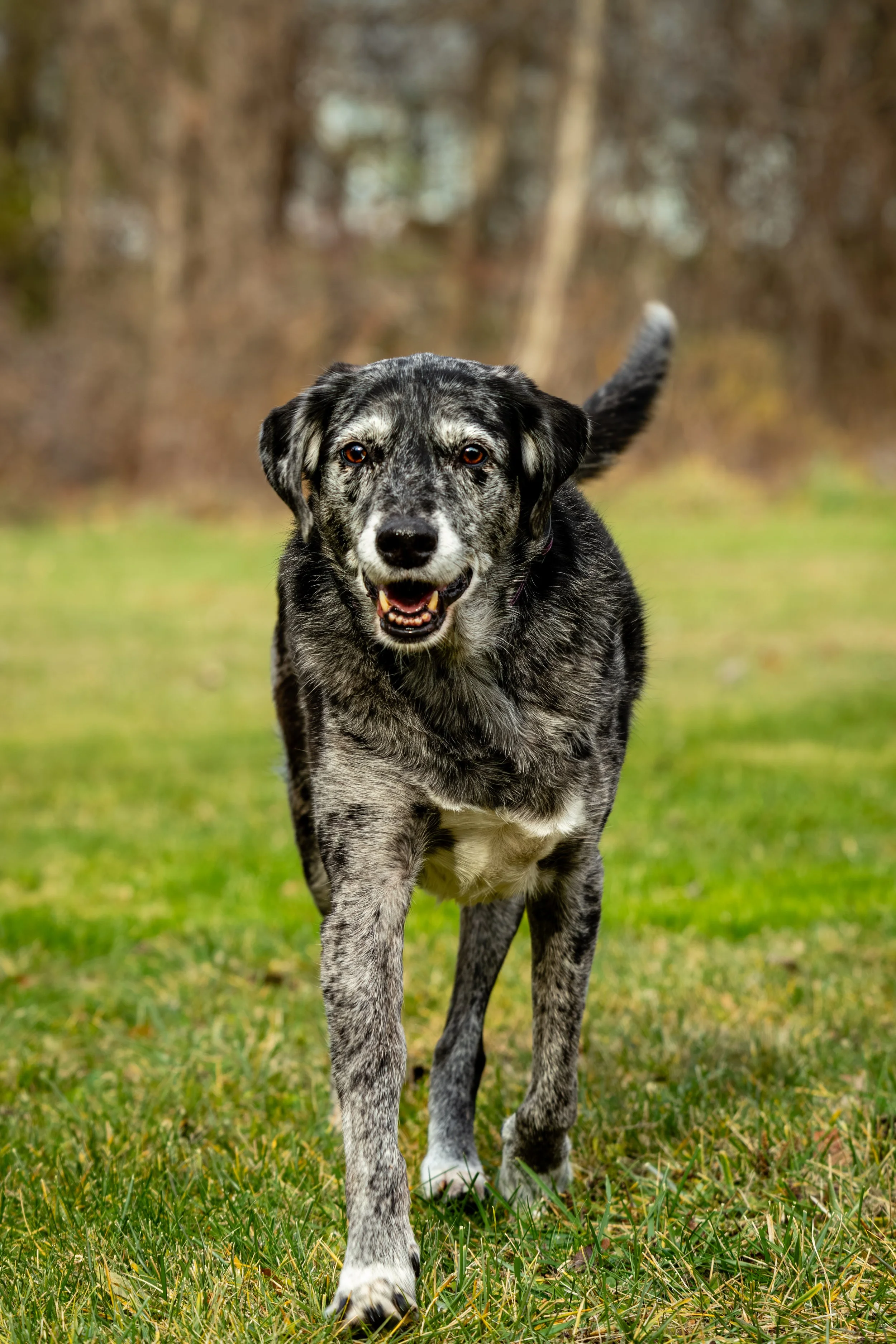 A senior dog with a gray muzzle walks across a backyard lawn in the Rochester, NY area, photographed by Laura Sharp Photography.