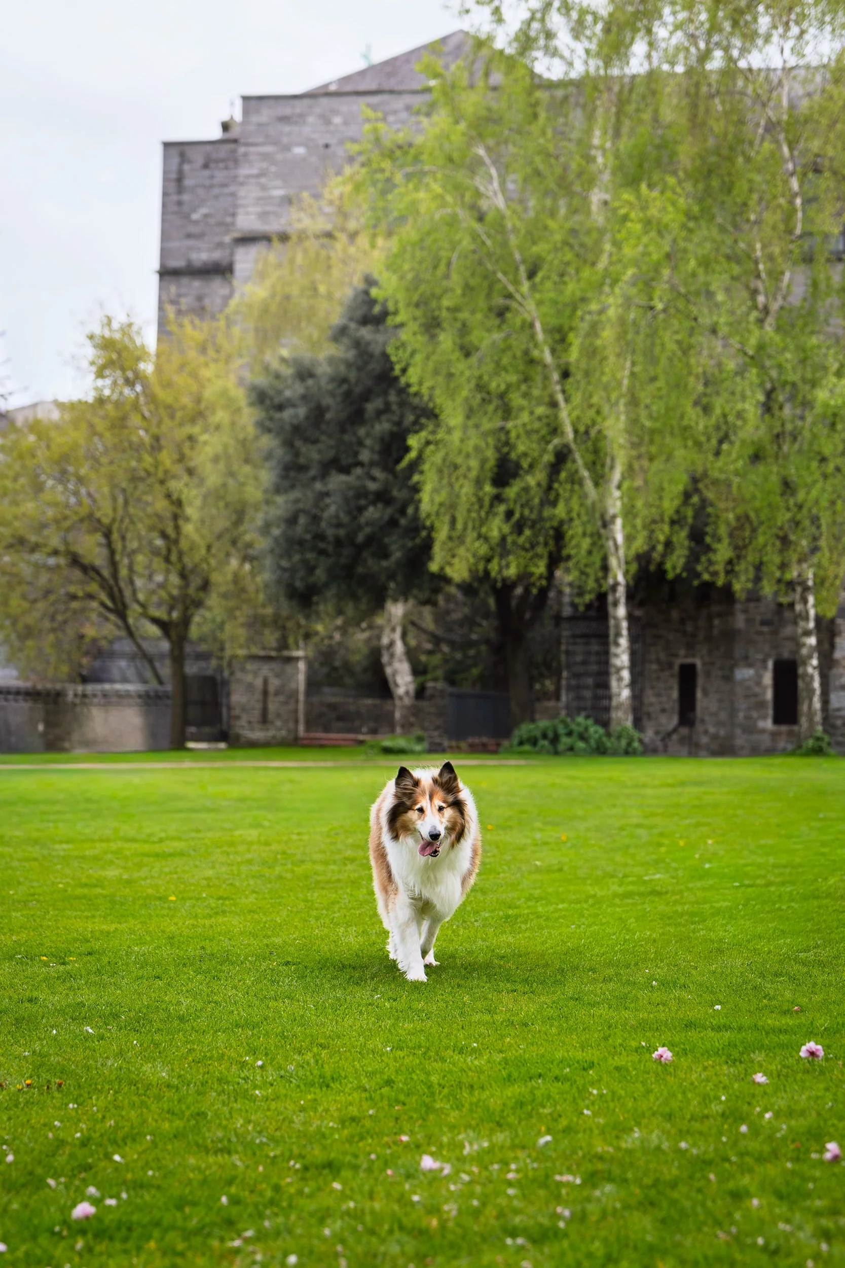 A sable and white rough collie runs across a vivid green lawn in Dublin, Ireland, with a historic stone building and spring birch trees in the background. Pet photography by Laura Sharp, Rochester NY.
