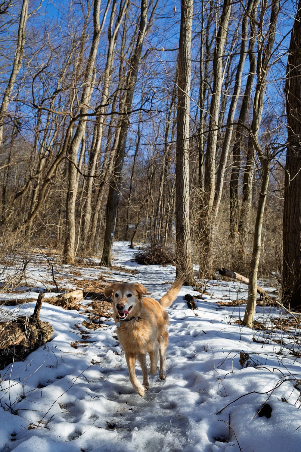 20260304_AbrahamLincolnPark_Jorah_Screen_0008.jpg
