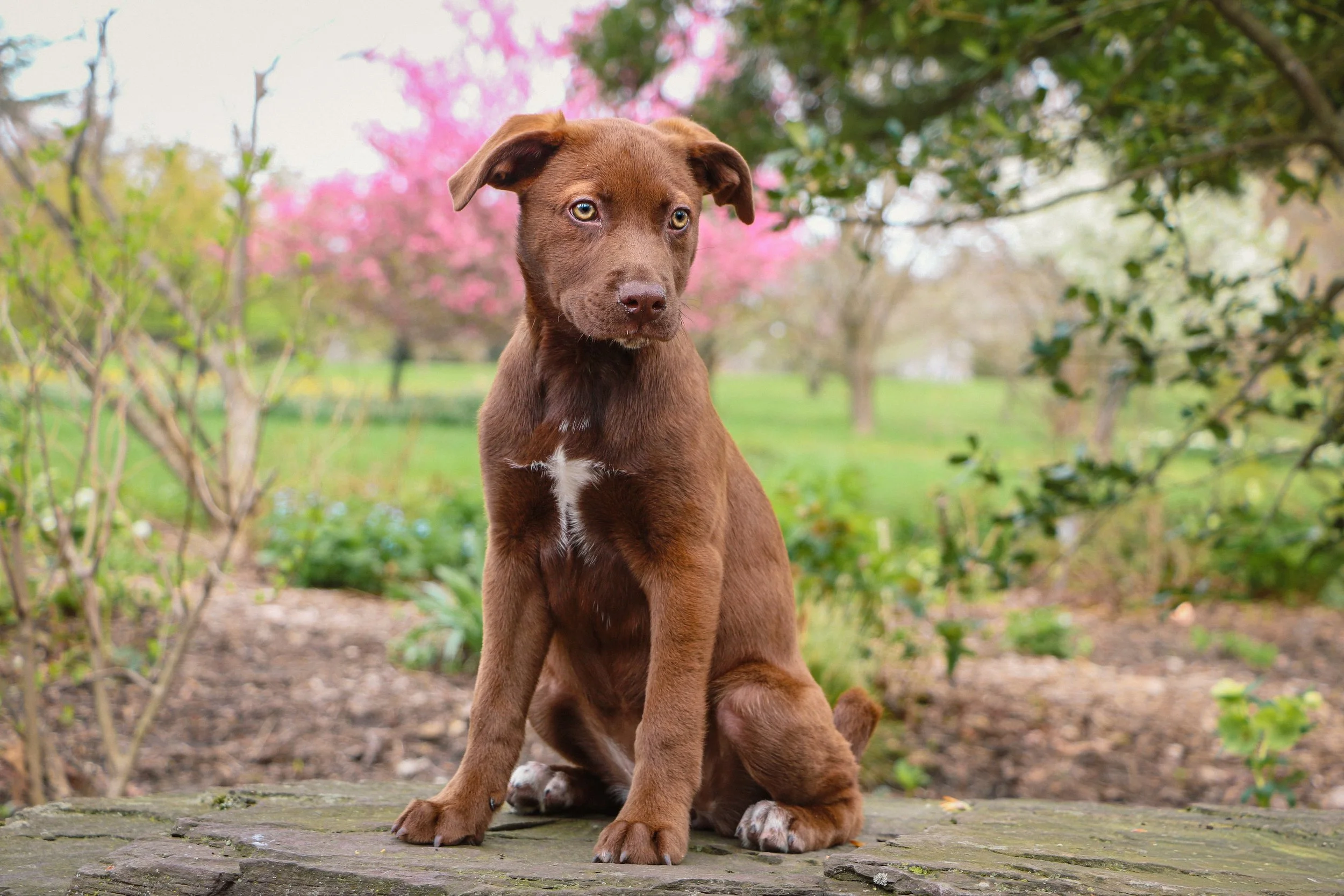 A puppy sitting on a grassy lawn with trees and dried bushes in the background, bathed in sunlight.