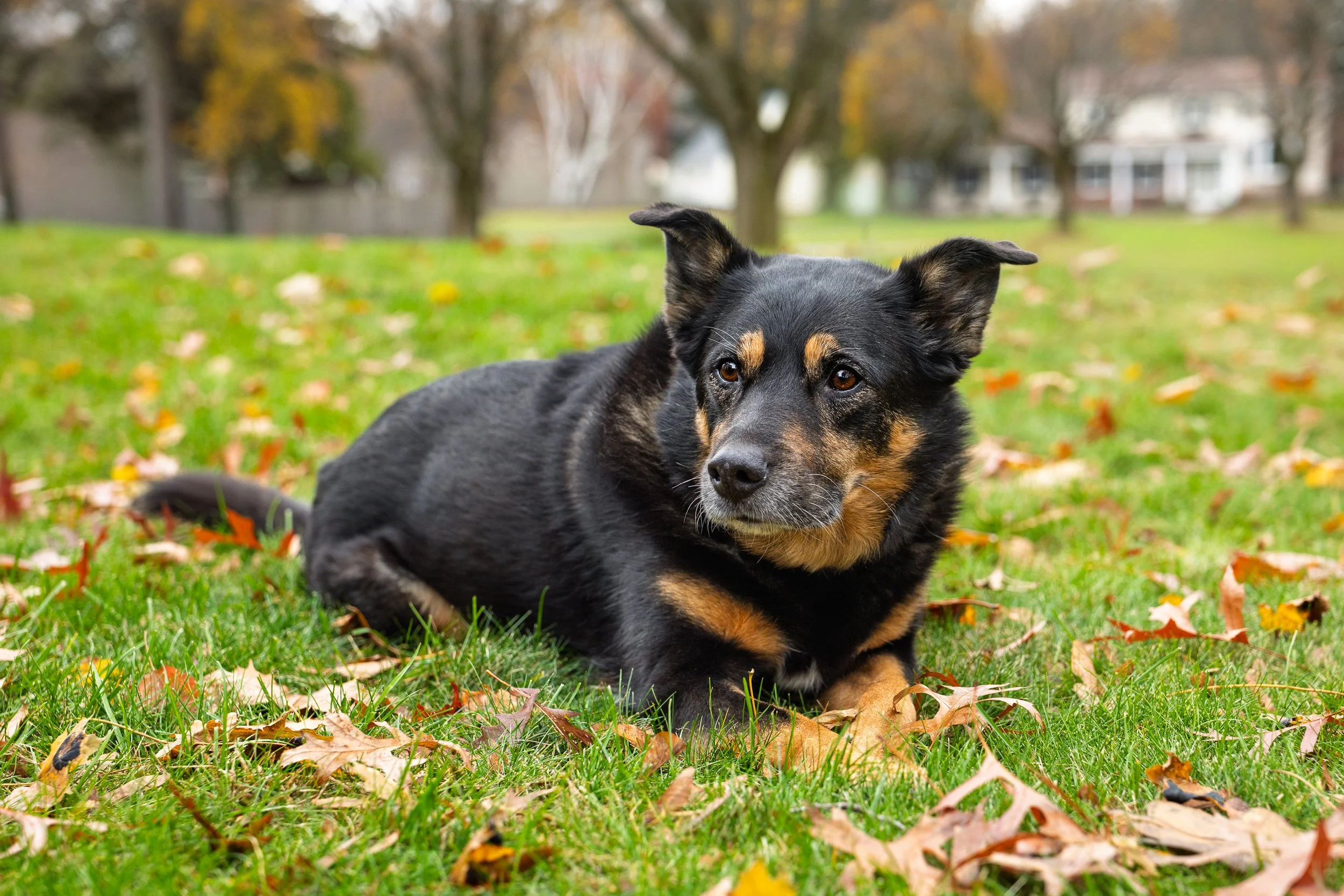 A black and tan dog lying on a grassy lawn with fallen autumn leaves, trees, houses, and a cloudy sky in the background.