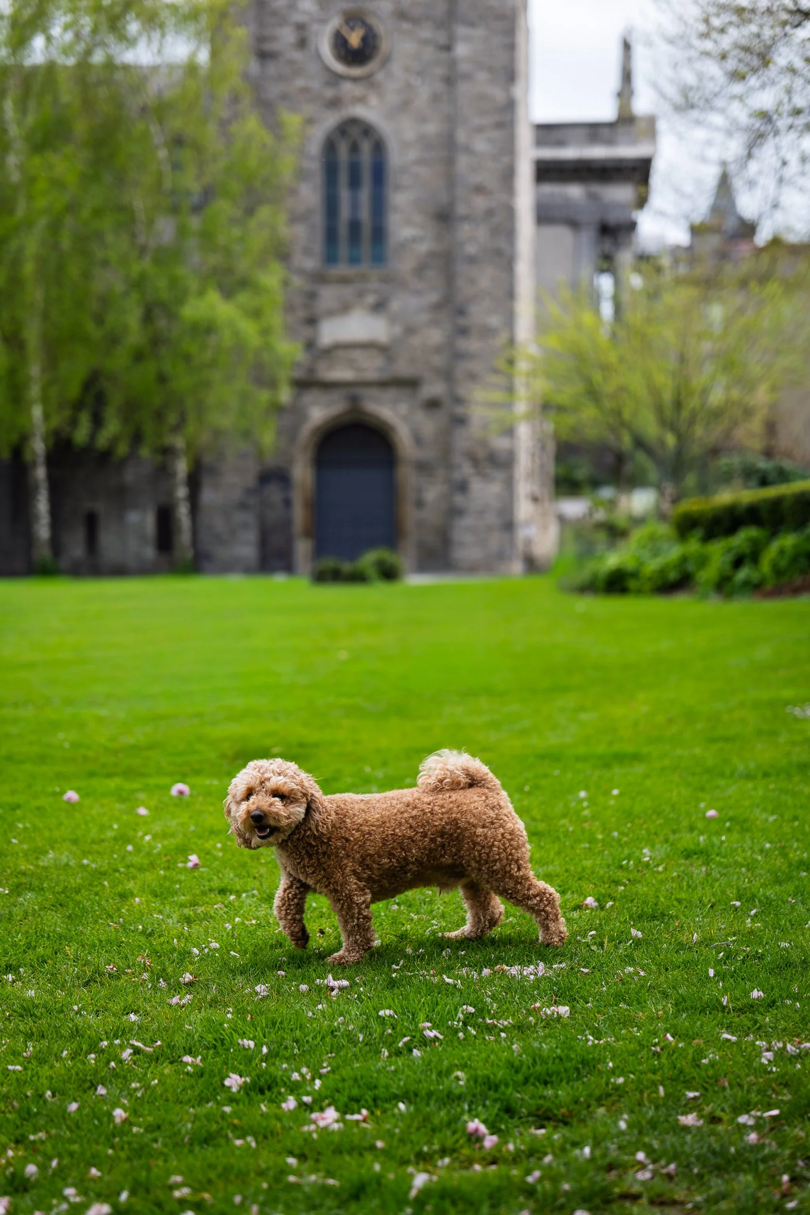 A golden doodle dog trots across a cherry blossom-scattered lawn in Dublin, Ireland, with a gothic stone church in the background. Pet photography by Laura Sharp, Rochester NY.