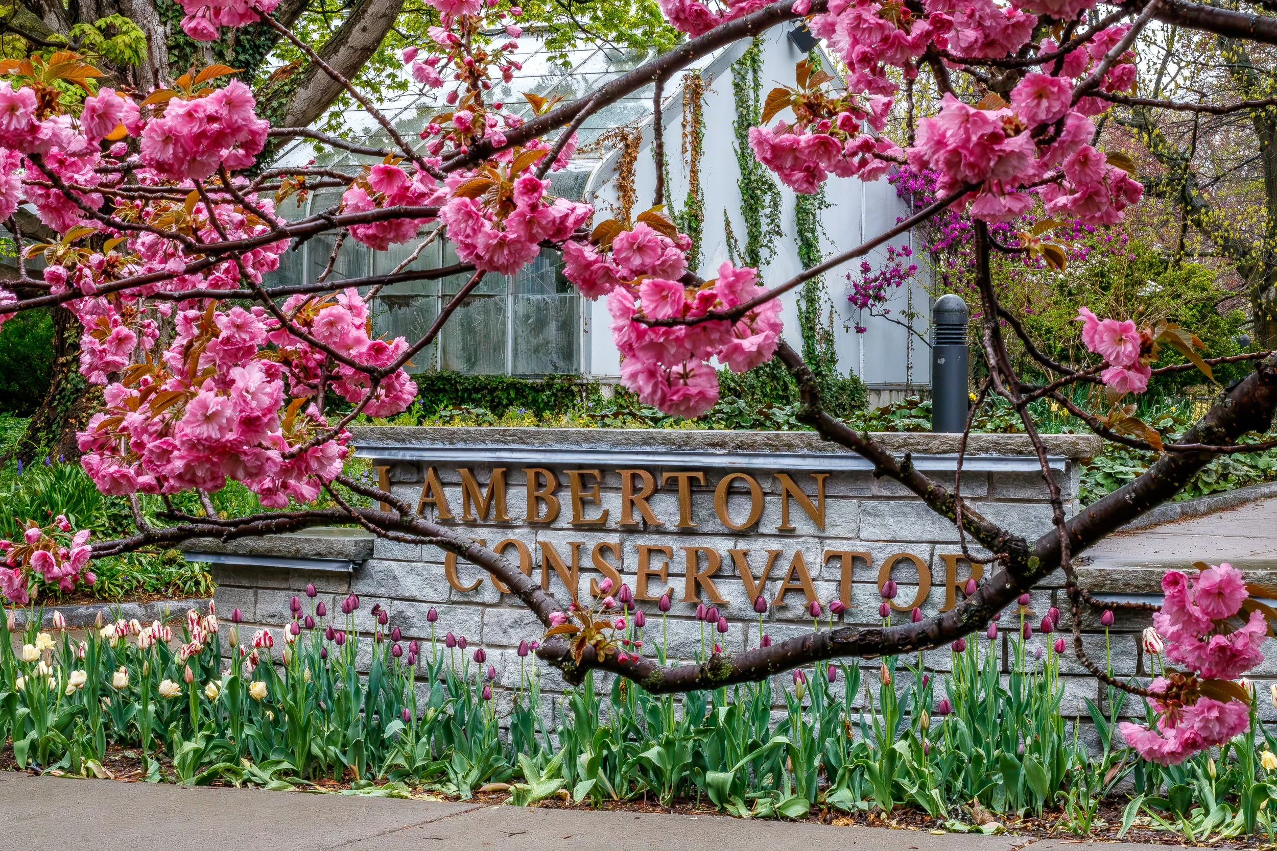 Pink cherry blossoms frame the Lamberton Conservatory sign surrounded by tulips and spring plantings at Highland Park in Rochester, NY.