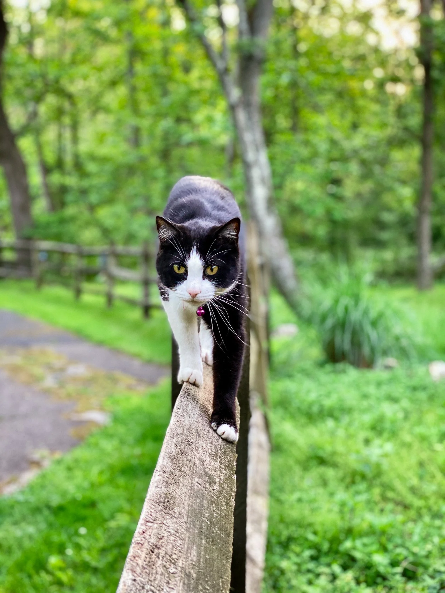 A black and white cat with yellow eyes walking along a wooden beam in a lush green park.