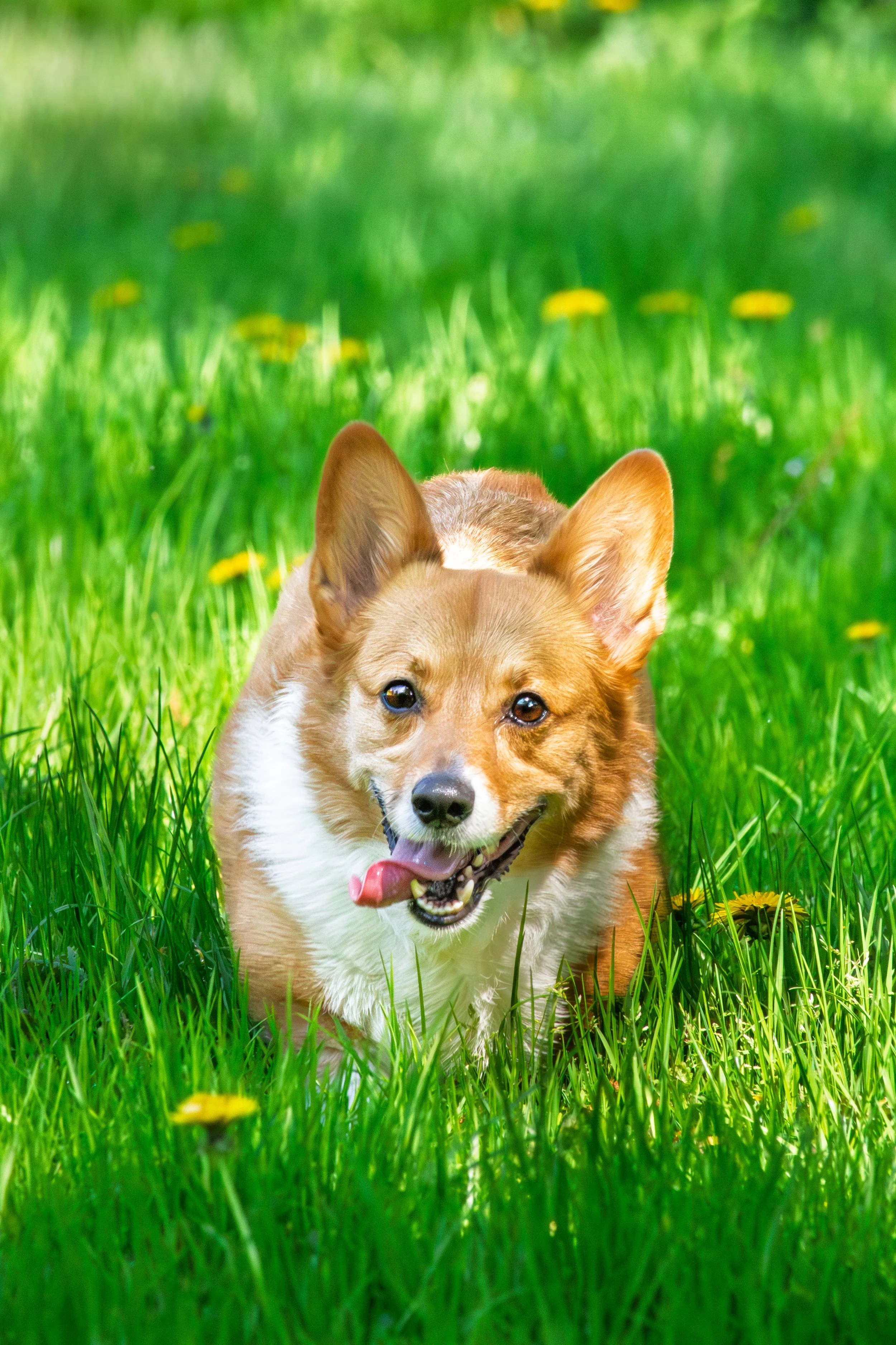 Cute Corgi dog running through green grass with yellow flowers, tongue out, looking happy.