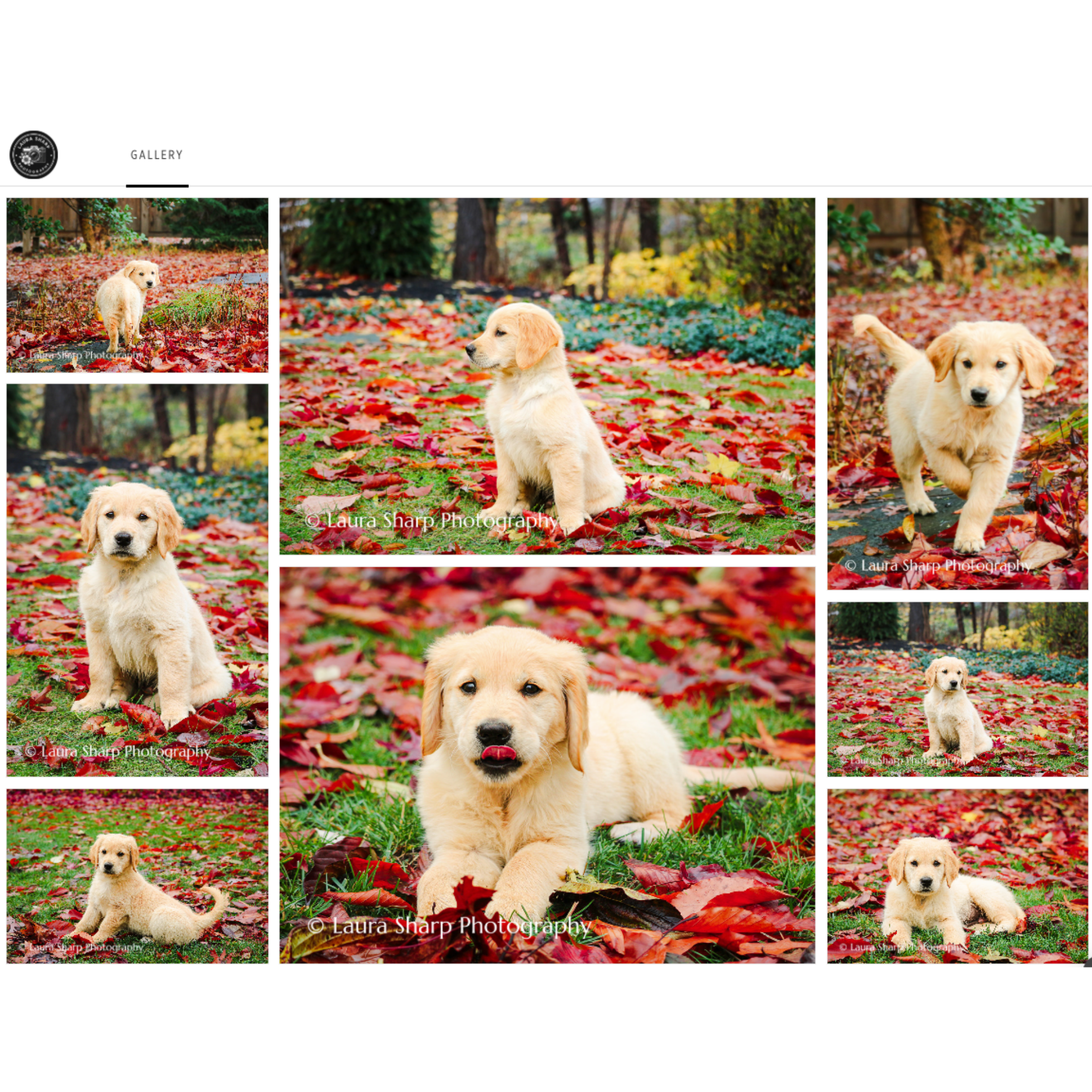 Collage of photos featuring a golden retriever puppy in an autumn setting with colorful fallen leaves and trees.