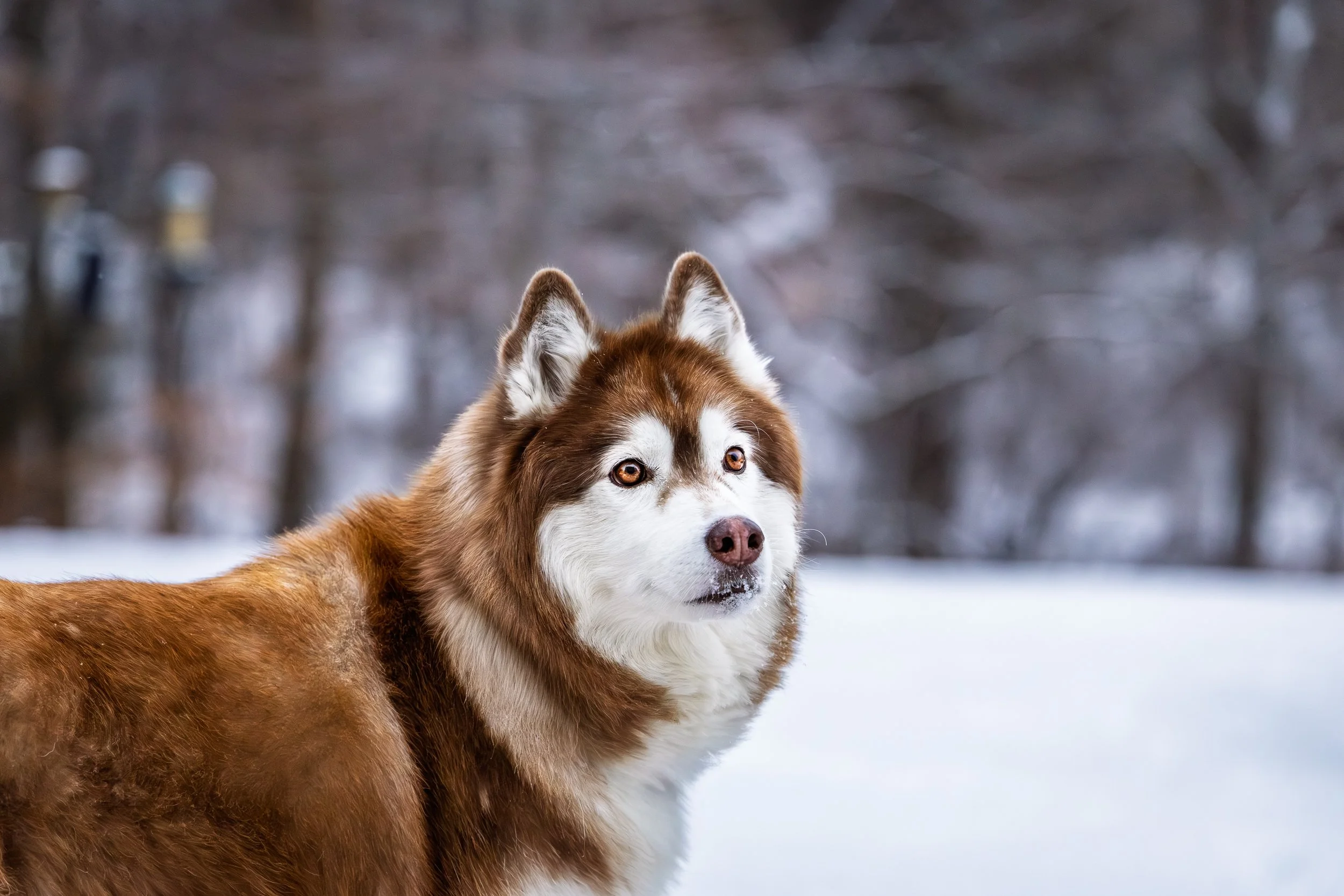 A fluffy, brown and white Siberian Husky dog standing in the snow with a snowy forest in the background.