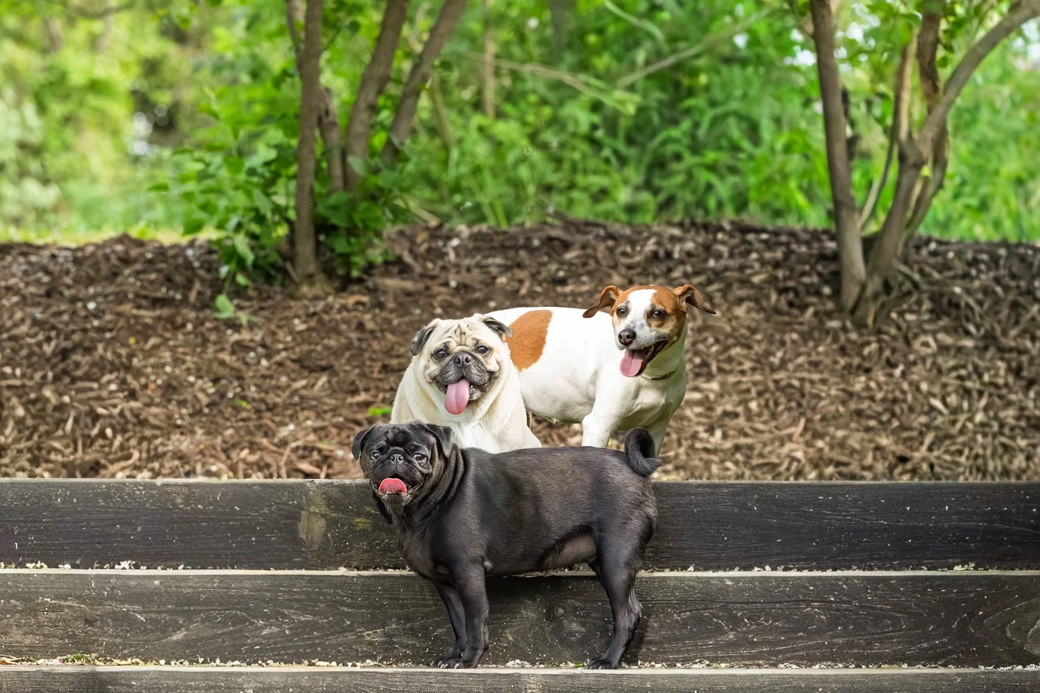 20260606_PerezPups_Screen_Landscape_0002.jpg