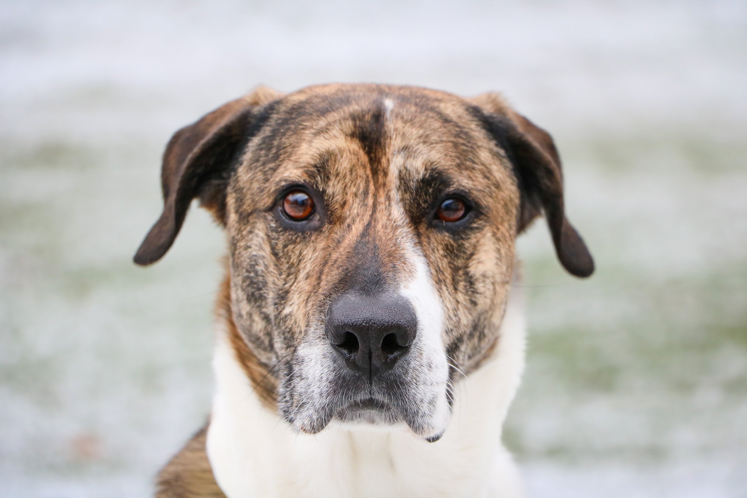 Close-up of a brindle and white Australian Shepherd dog with amber eyes, outdoors with a blurry background.