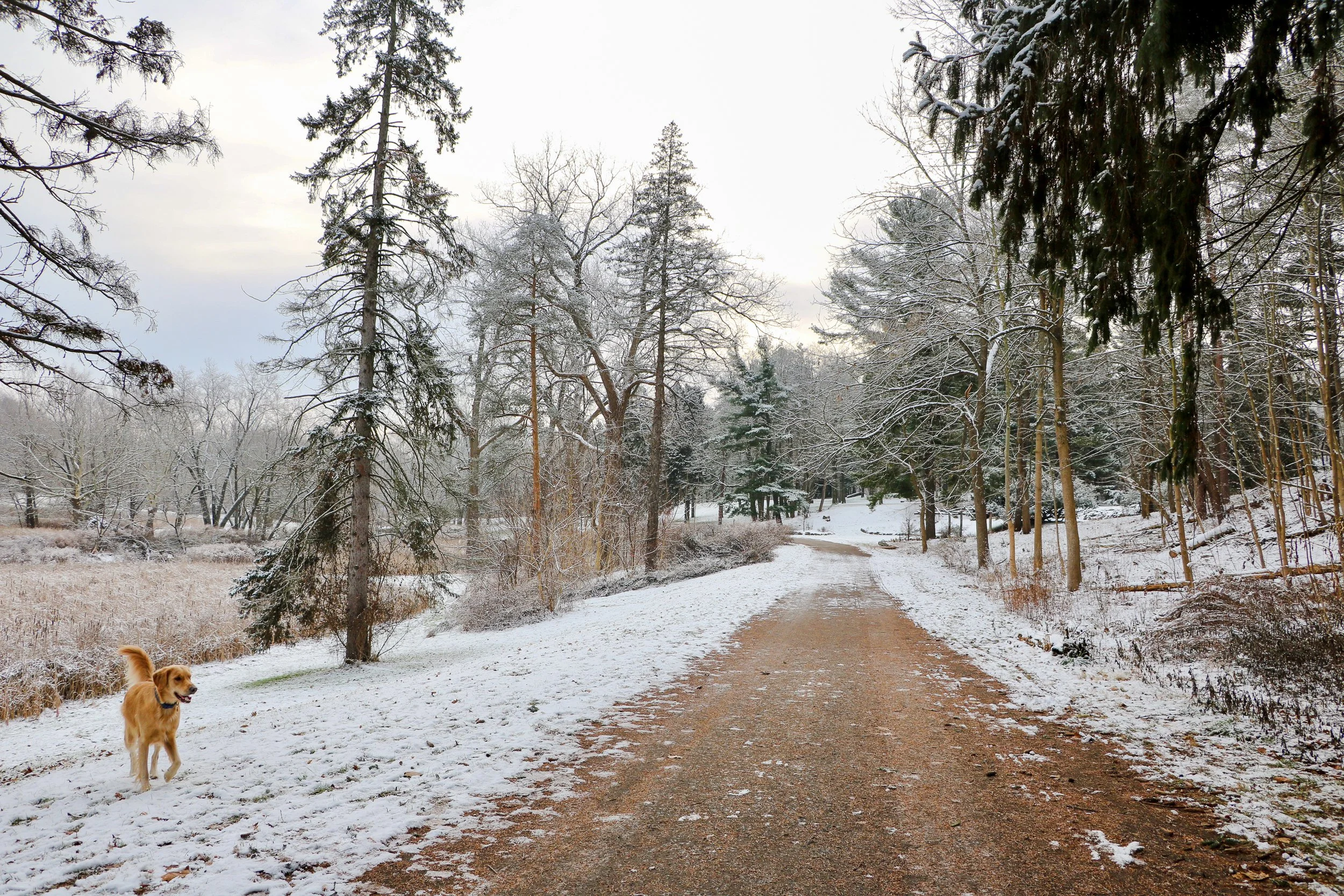 Winter Walk.jpg