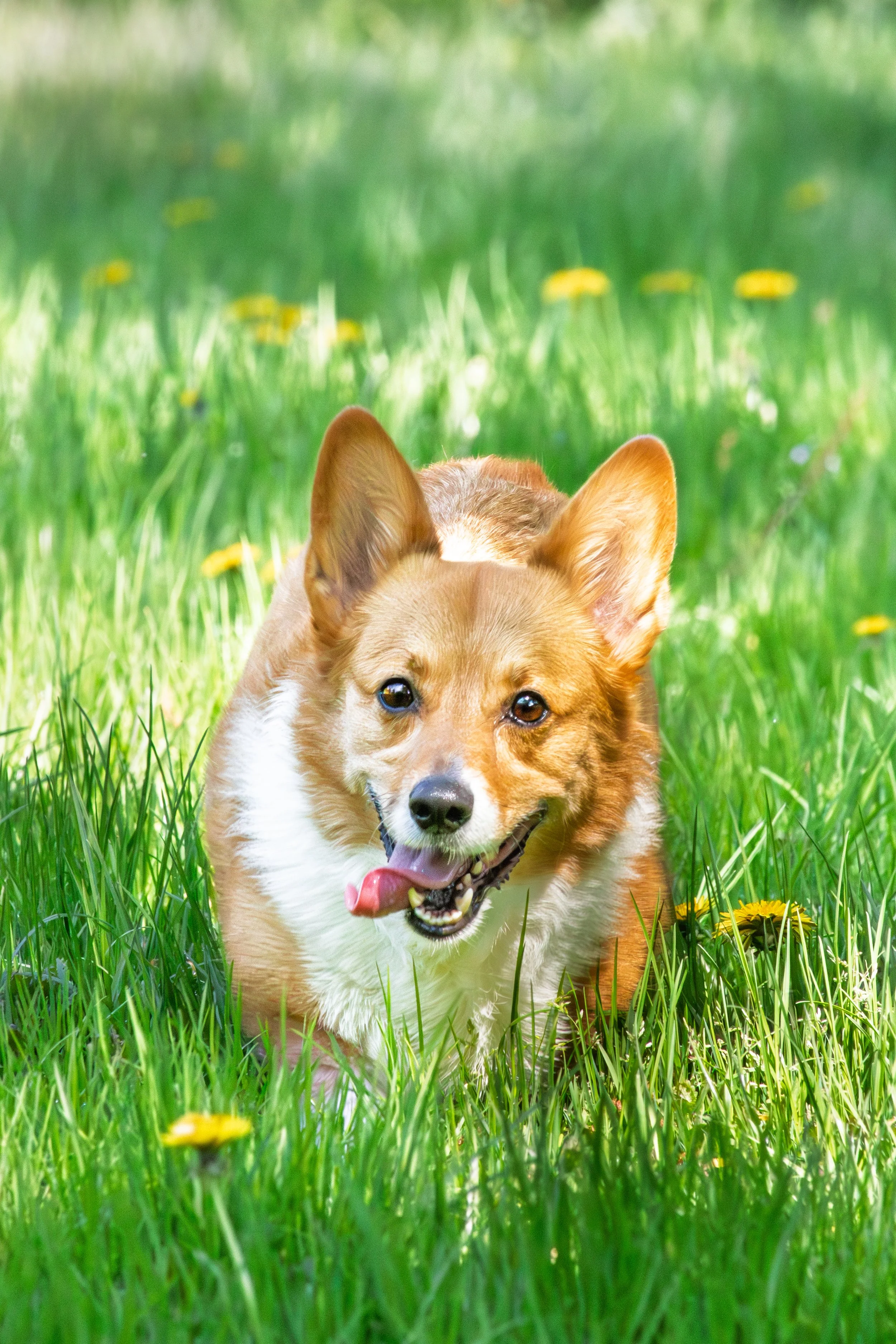 Cute Corgi dog running through green grass with yellow flowers, tongue out, looking happy.